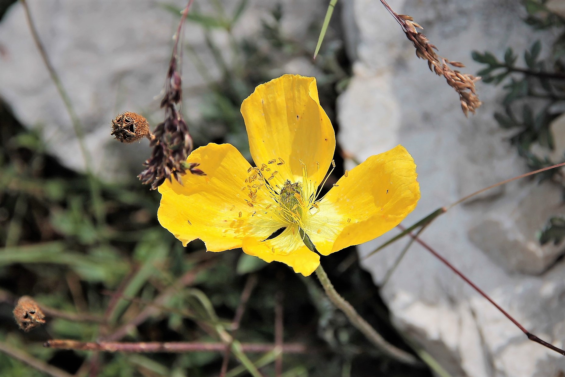 Buttercup