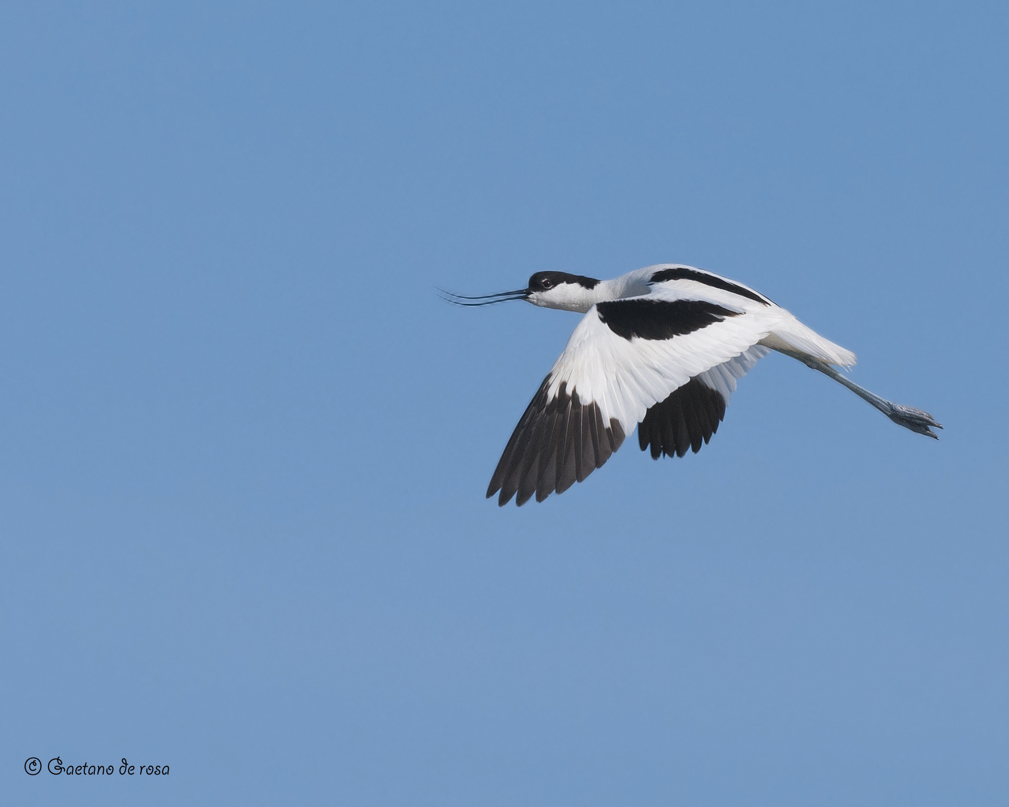 Avocetta in volo