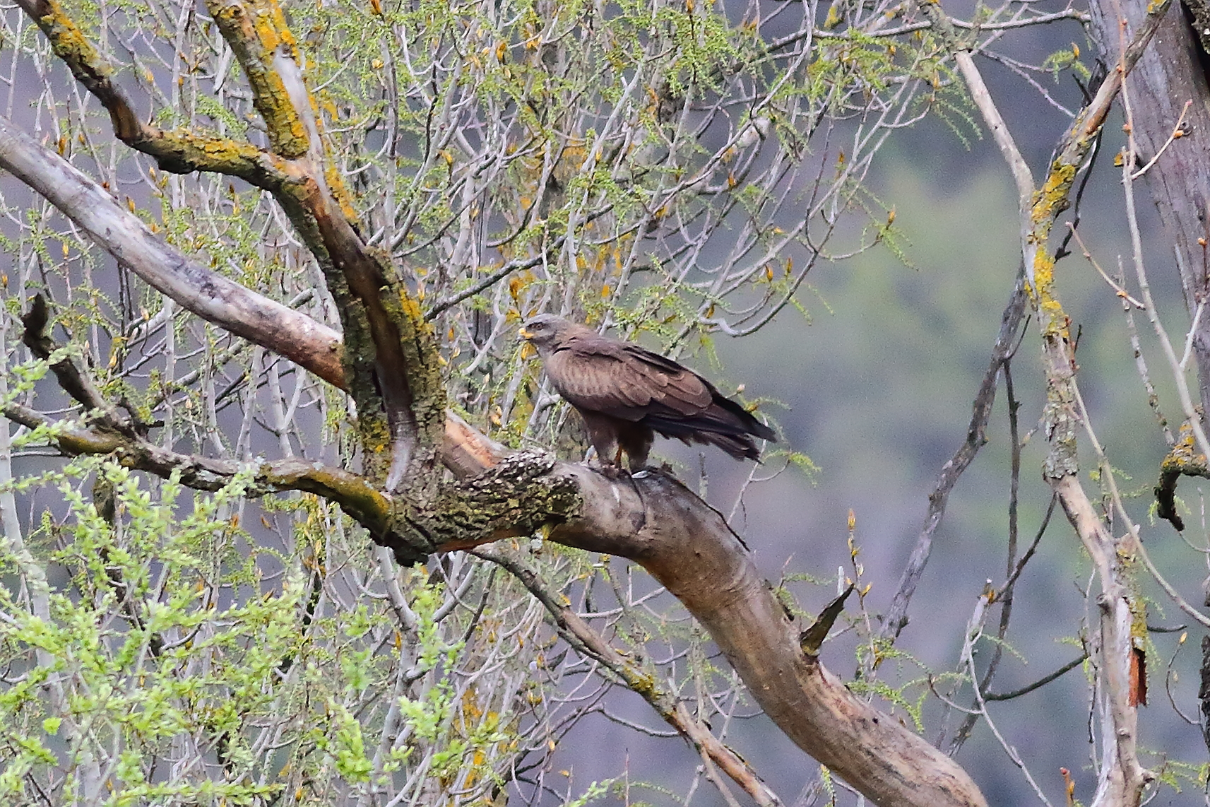 Nibbio bruno 24 marzo 2024 - 7377