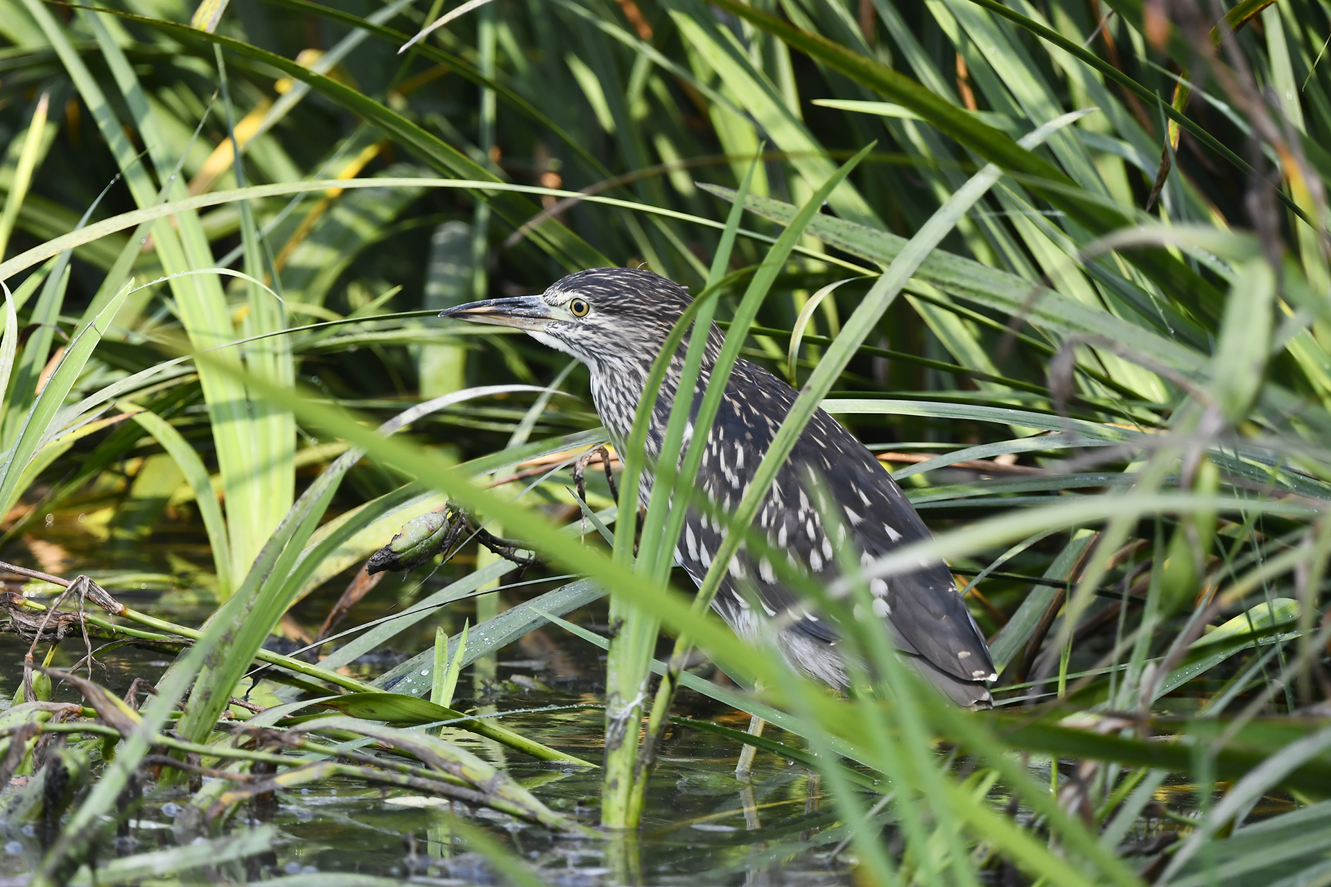 Young Night Heron