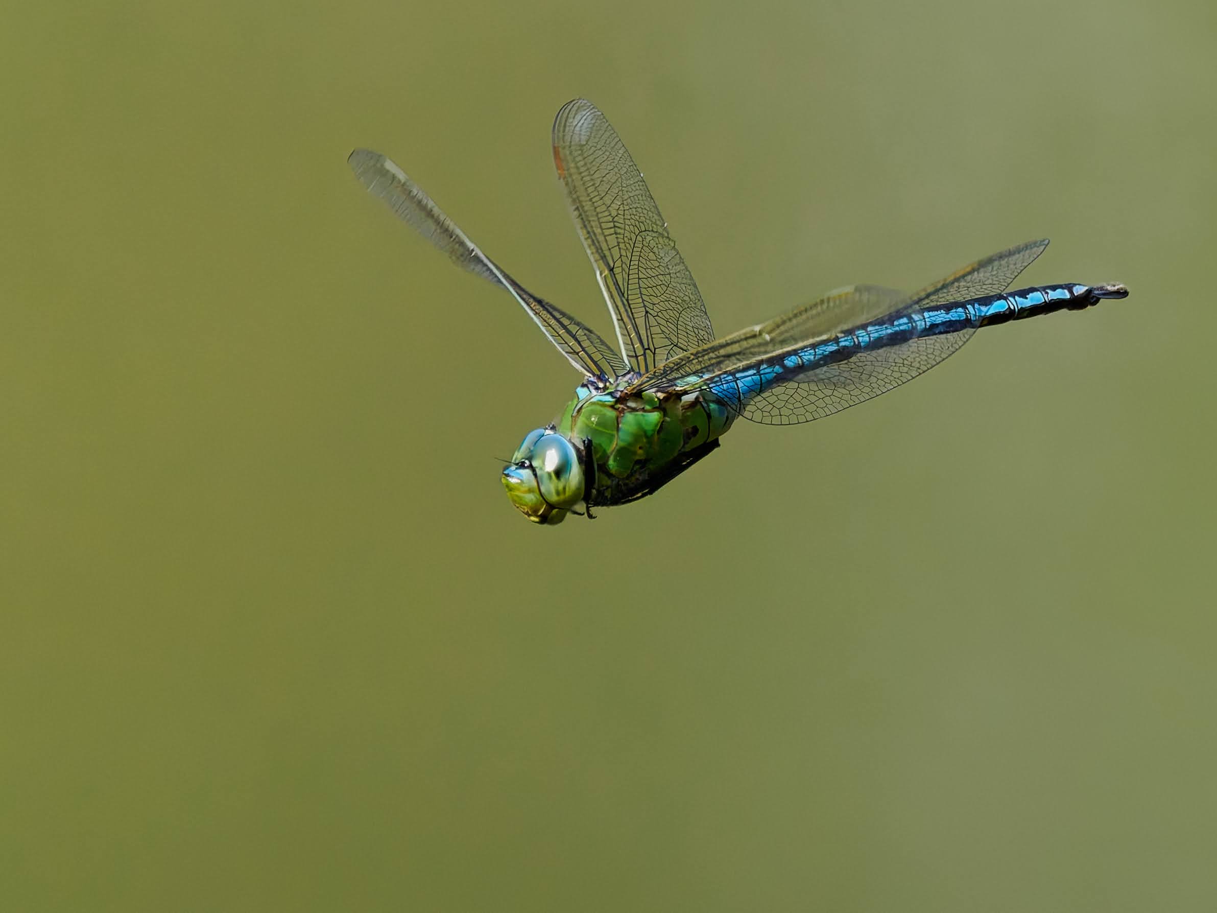 Anax Imperator