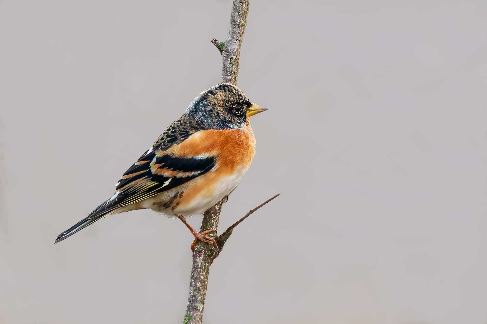 Brambling