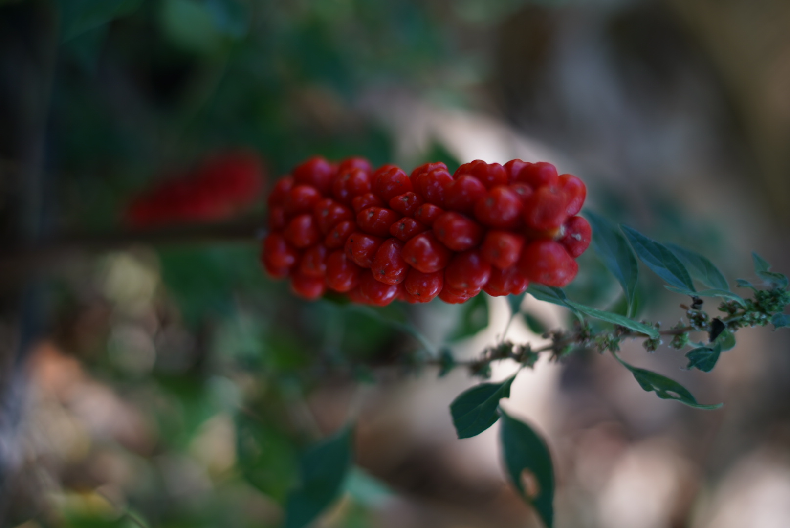 Arum Italicum