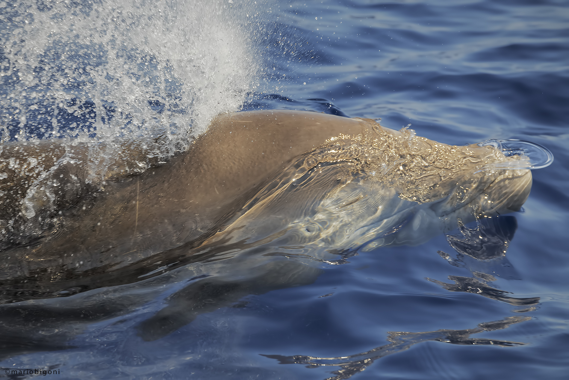 The breath of the Cuvier's beaked whale
