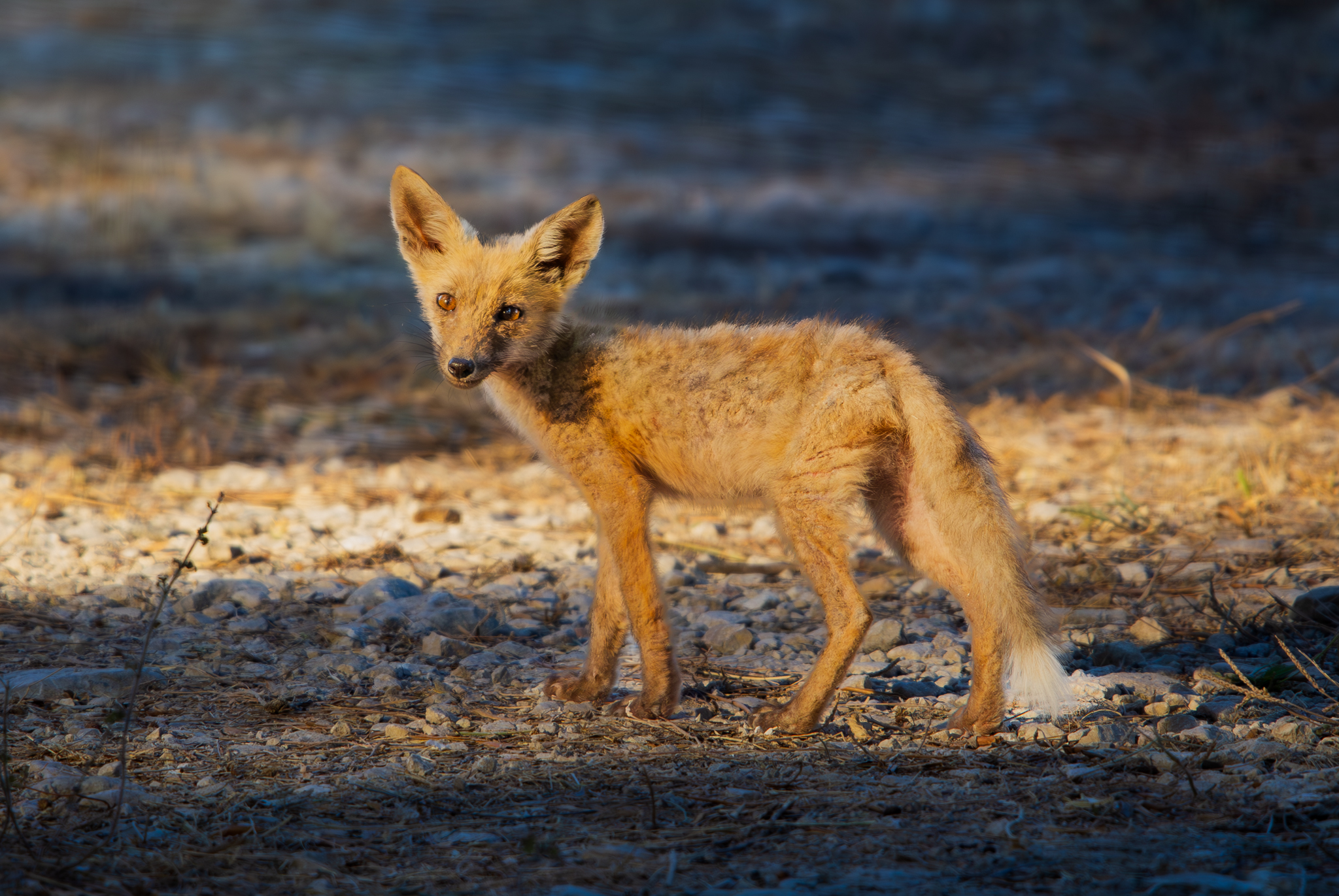 a baby fox