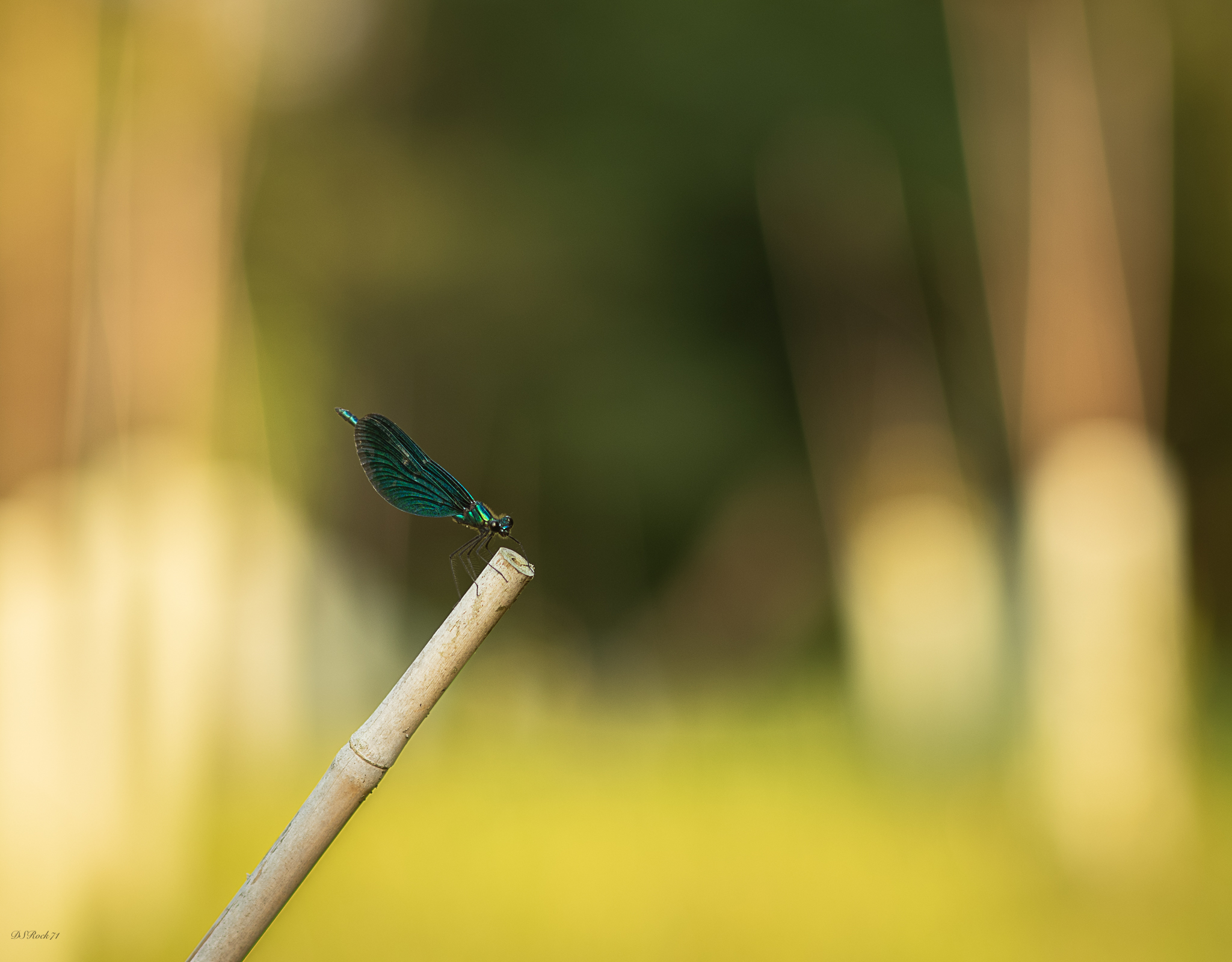 Full-length portrait set