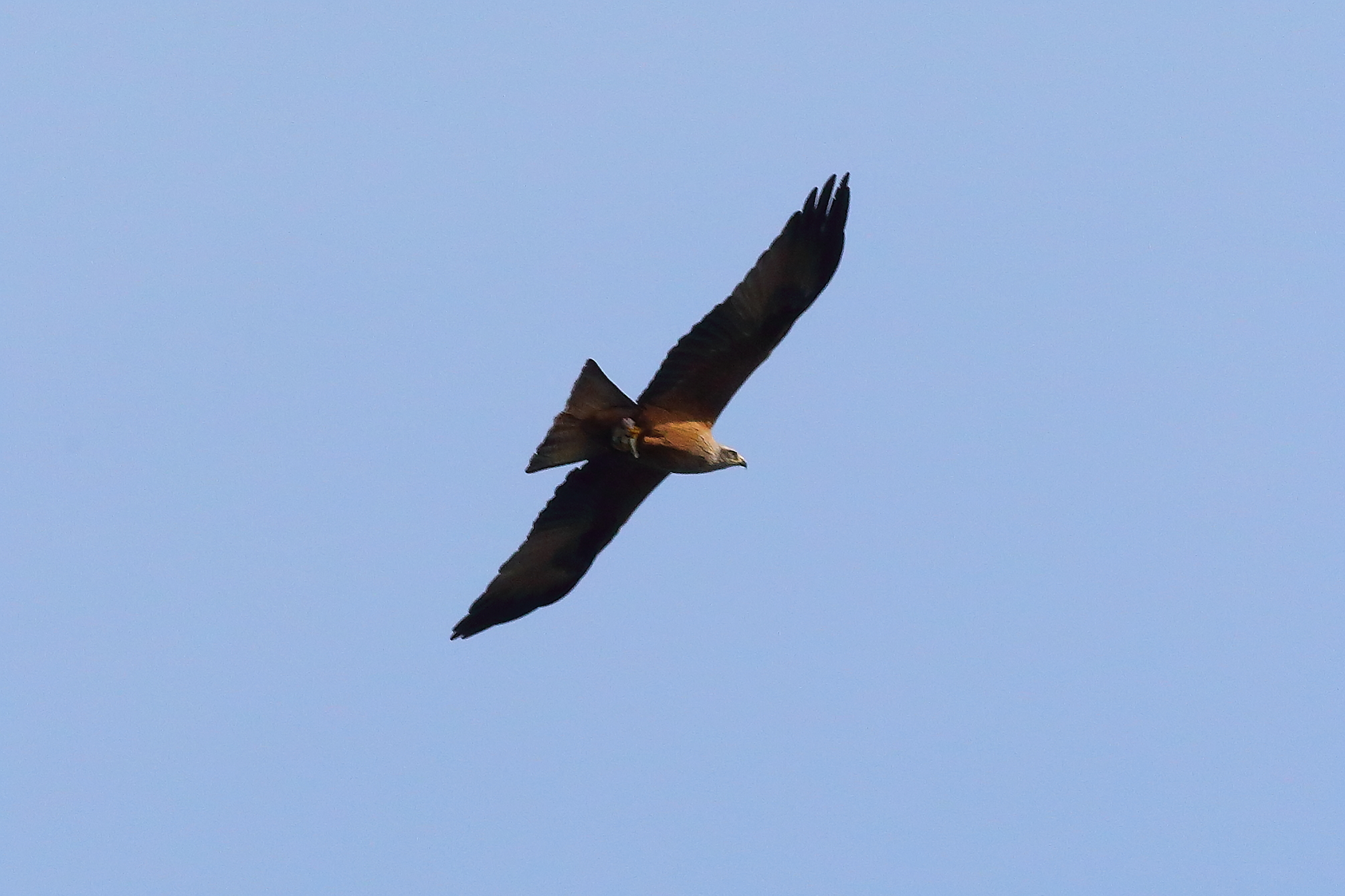 Nibbio bruno 25 marzo 2024 - 7456