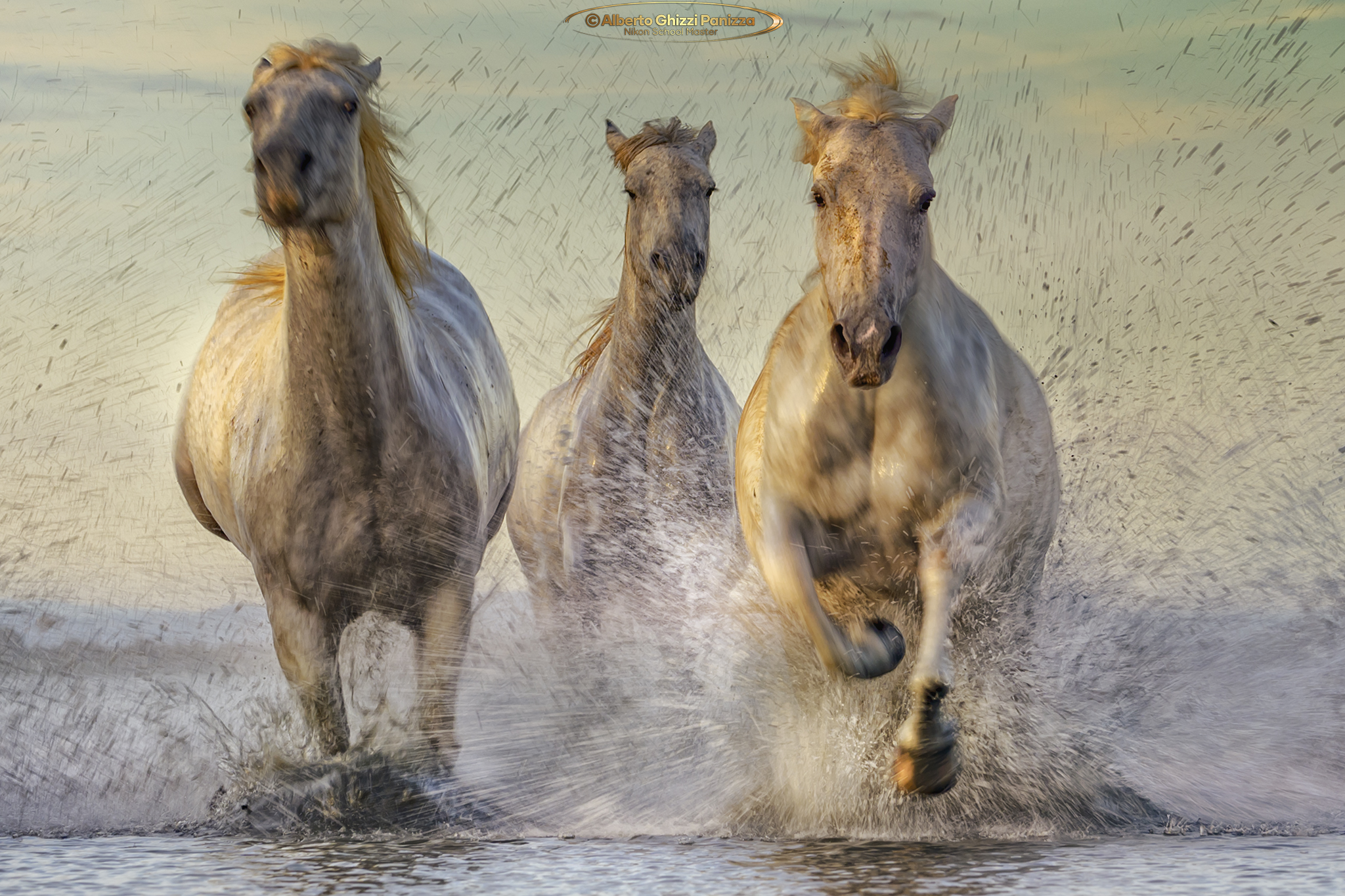 Emozioni in Camargue 2024 #2