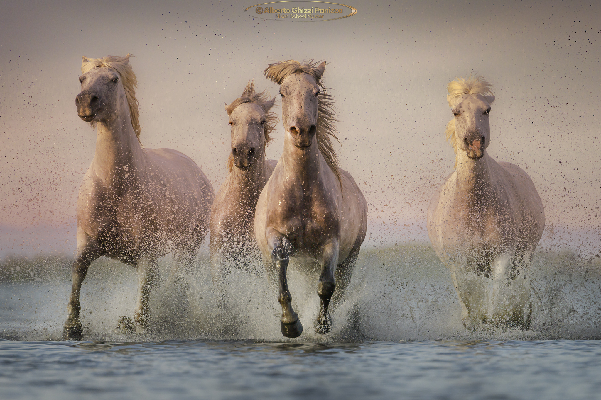 Emozioni in Camargue 2024