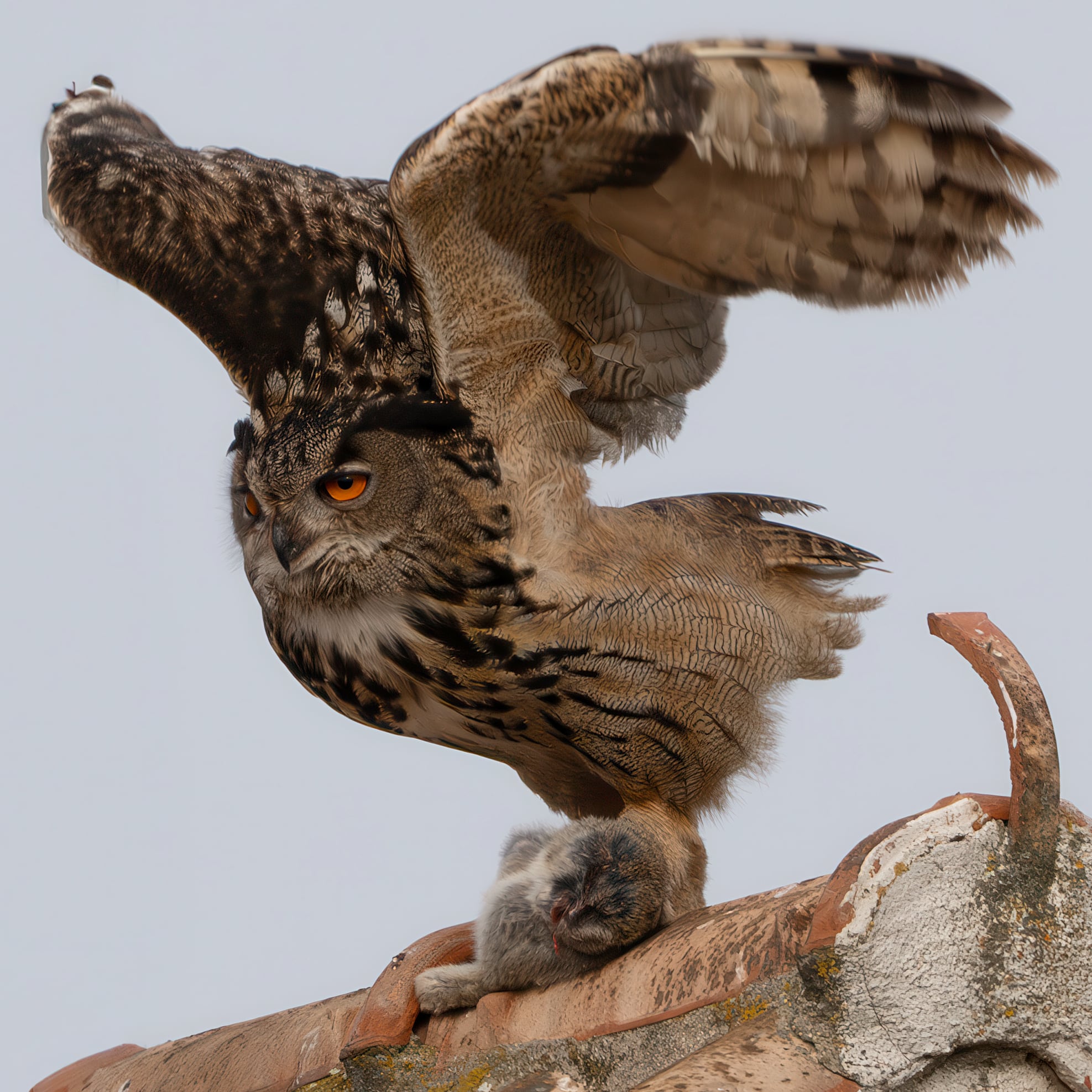 Eagle owl with prey