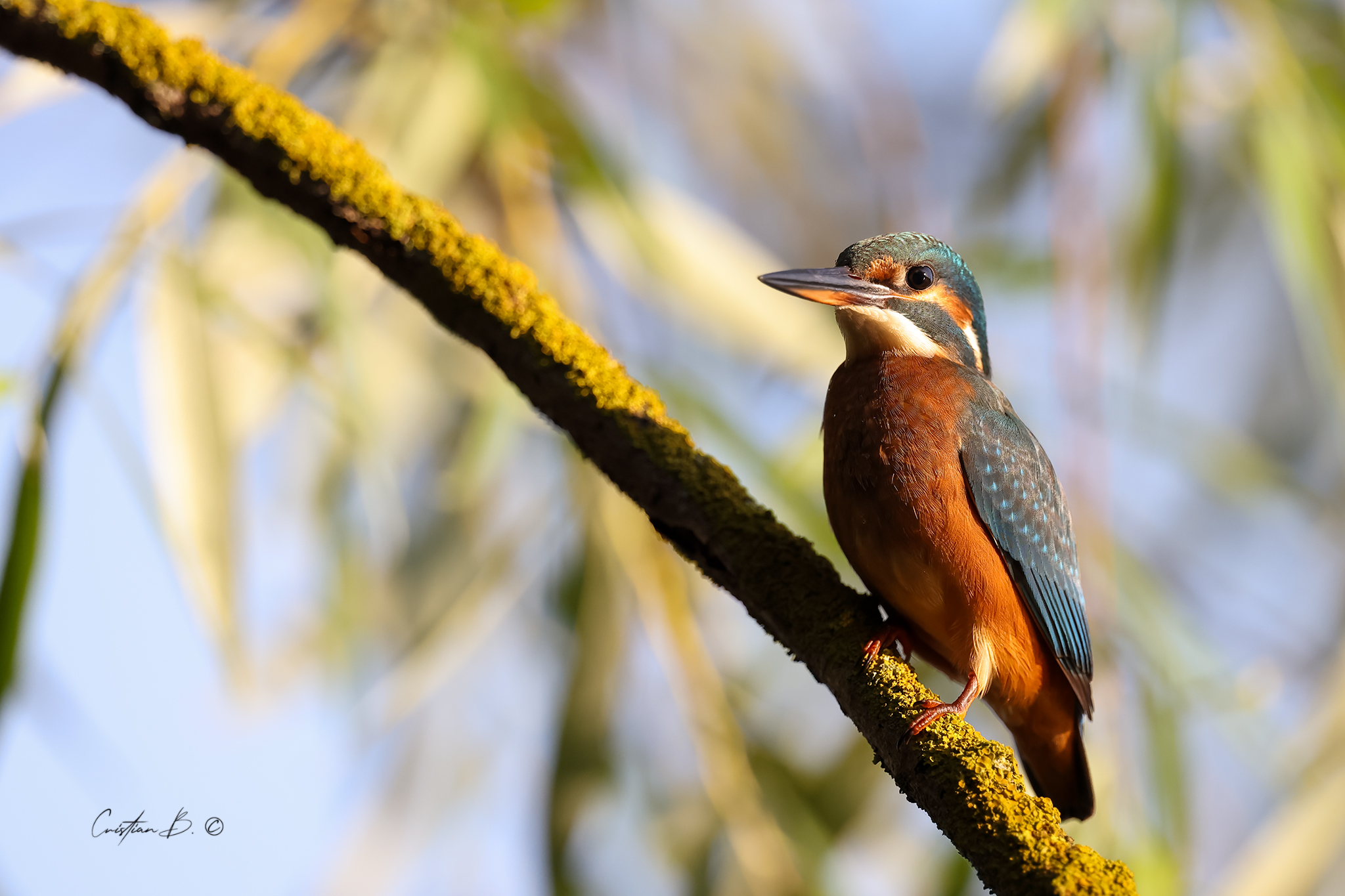 Kingfisher 3