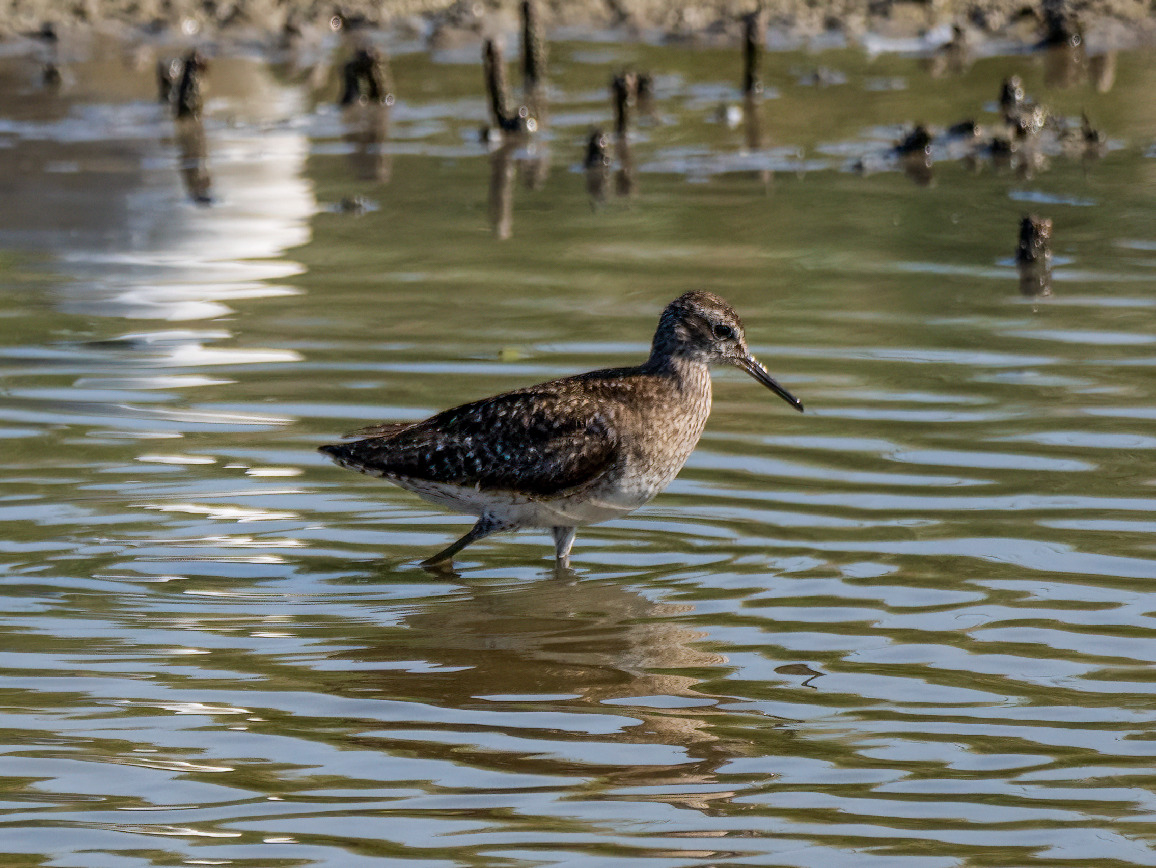 Wood Sandpiper