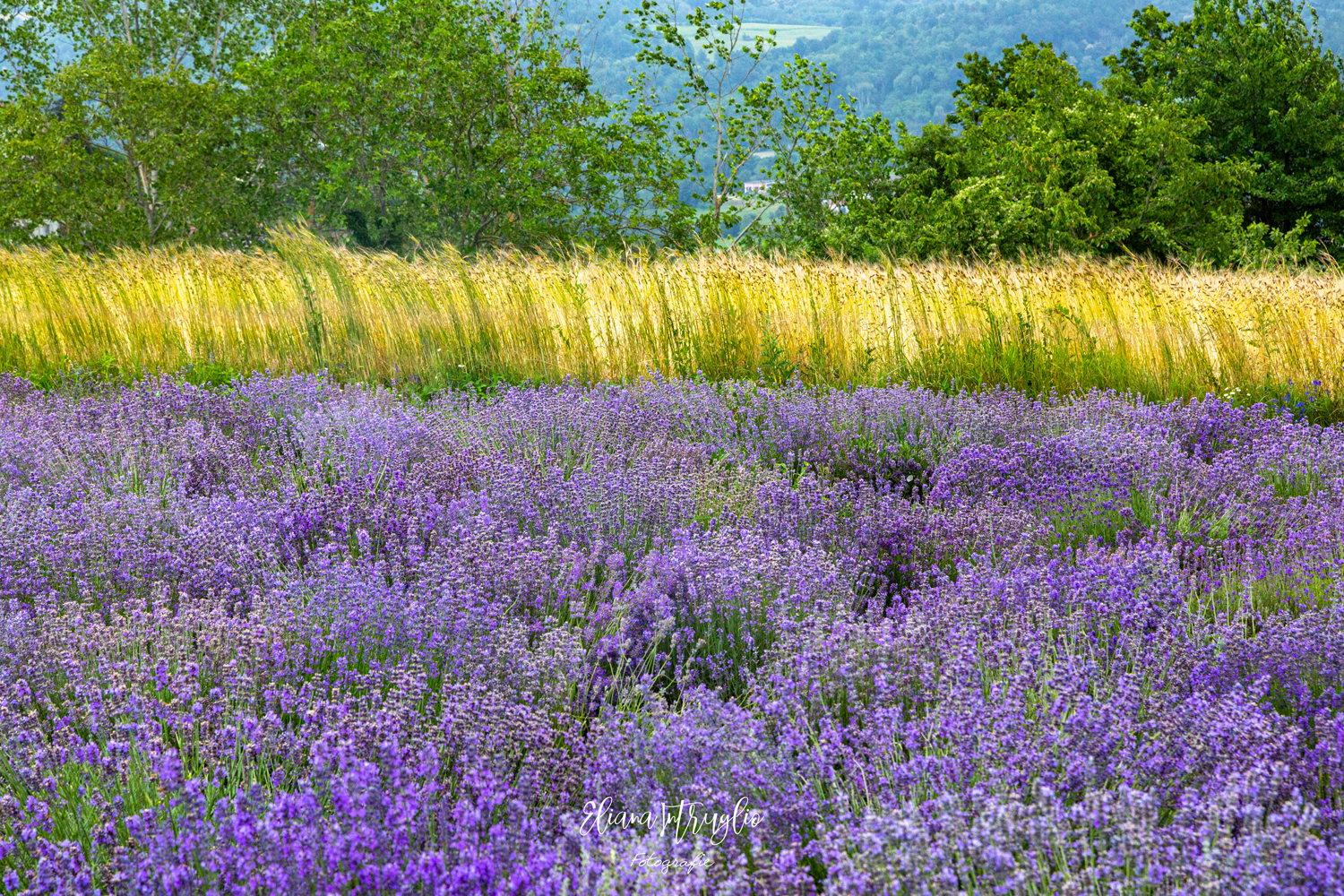 Gold-lilac contrasts