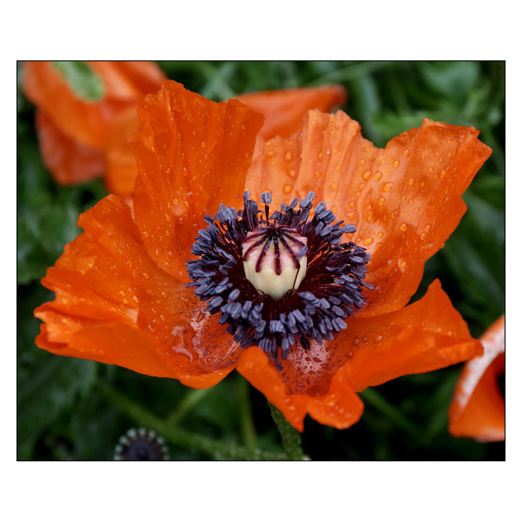 Esperimento macro con lenti vintage.