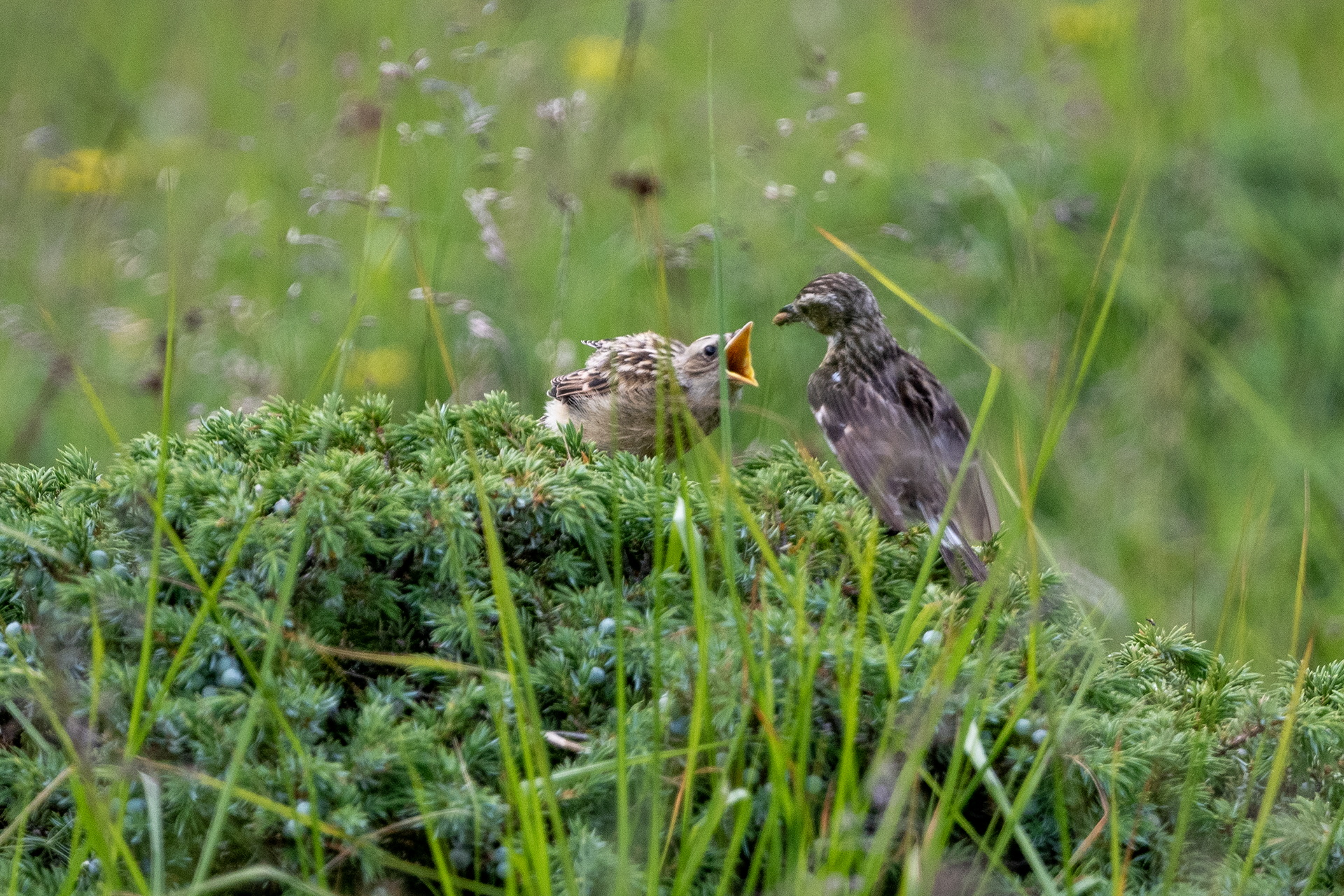 Peephole (Anthus spinoletta)