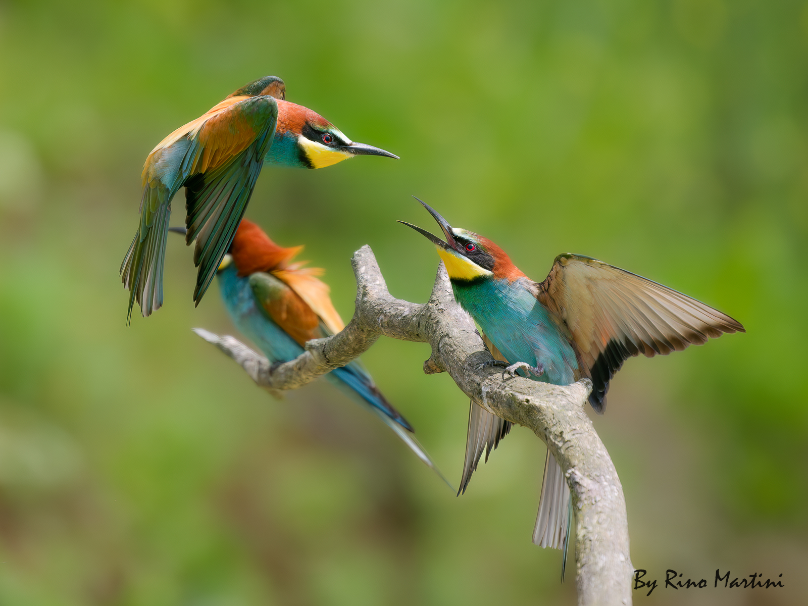 Bee-eaters and their magnificent colors