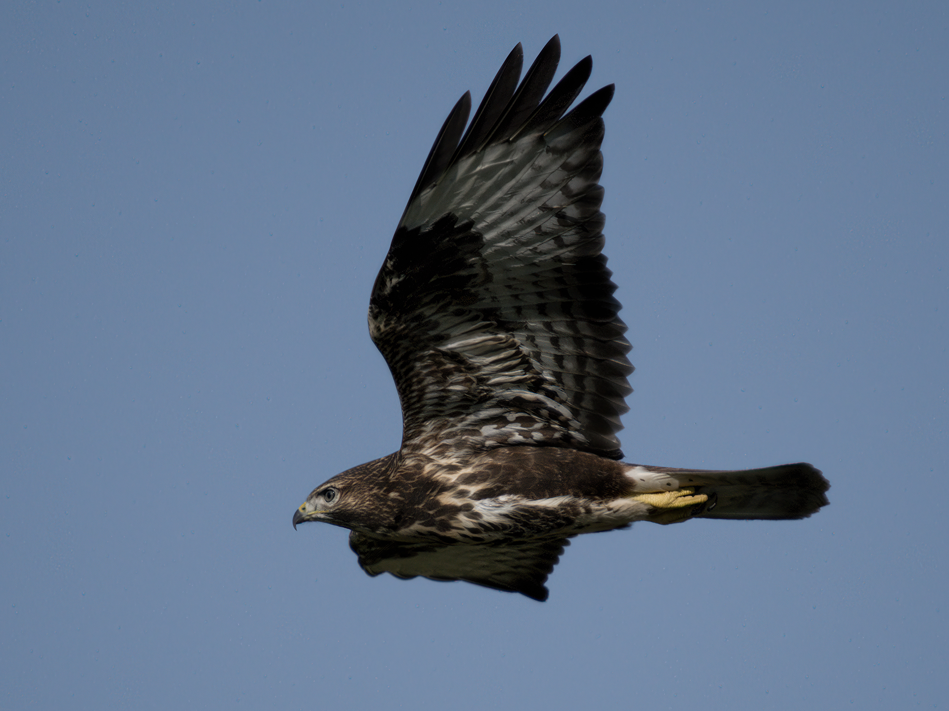 Buzzard