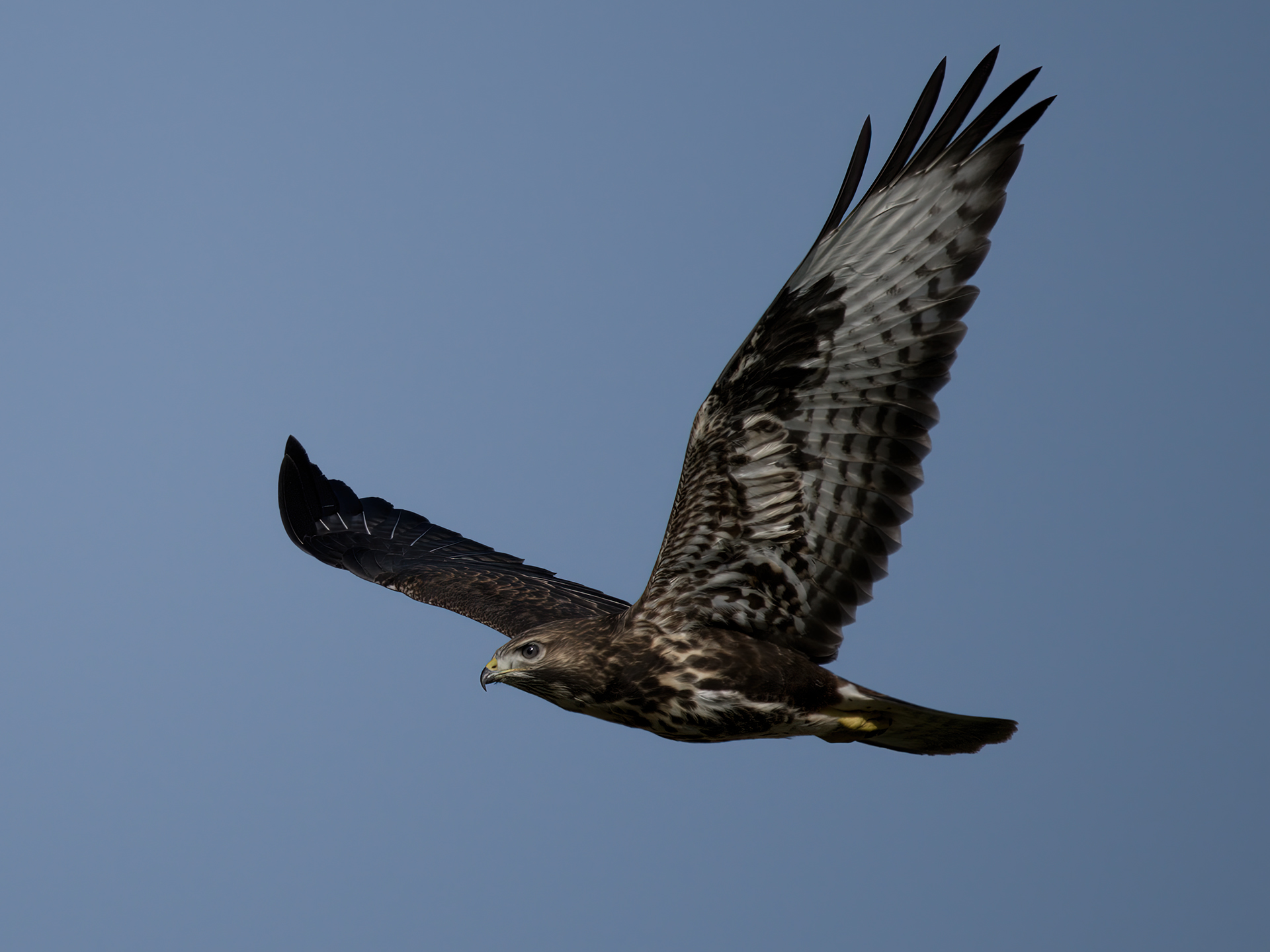 Buzzard
