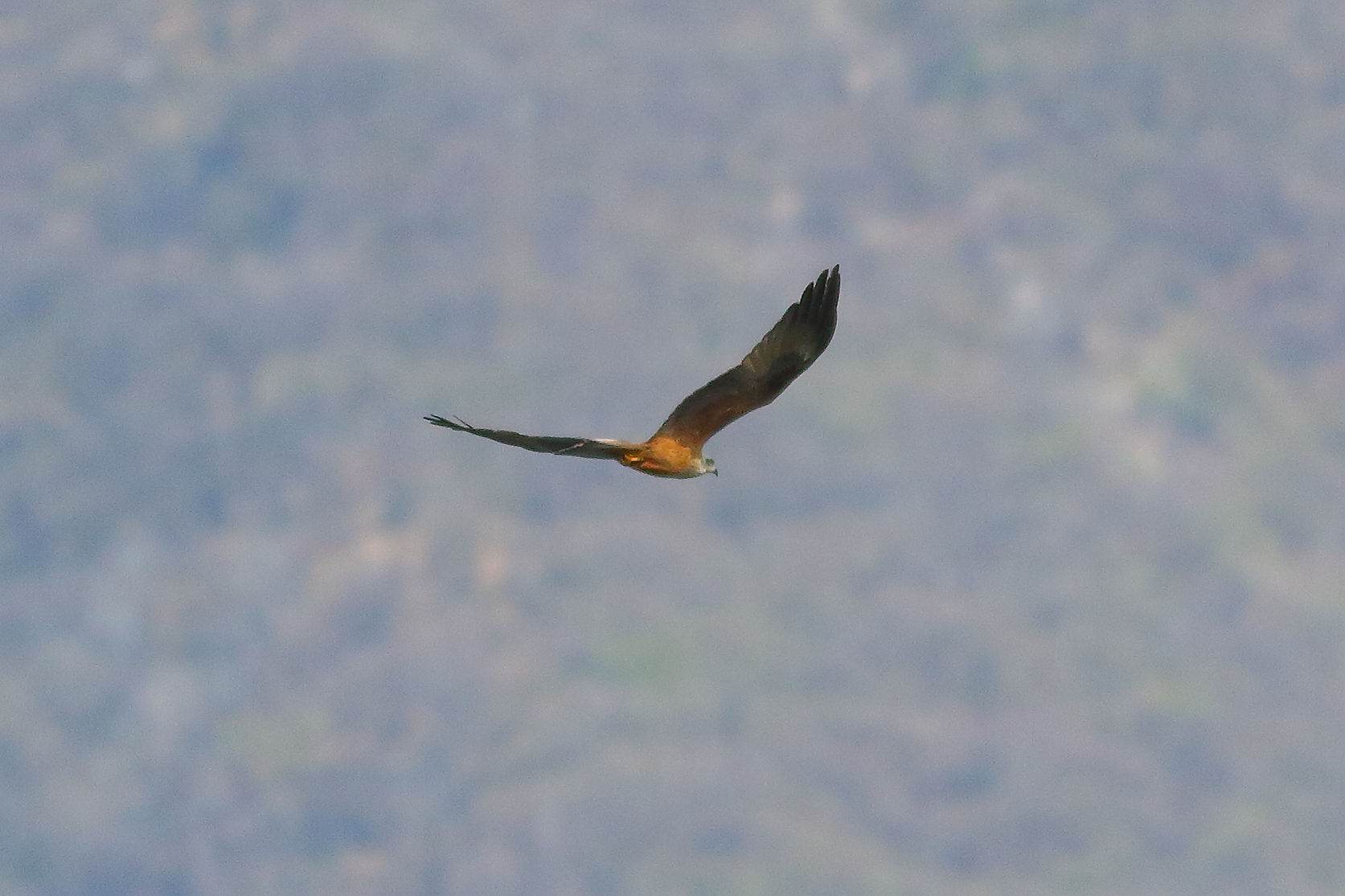 Nibbio bruno 25 marzo 2024 - 7504