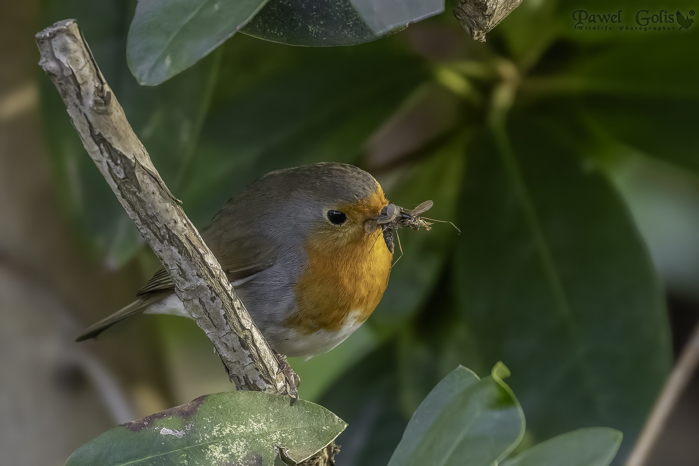 Pettirosso europeo (Erithacus rubecula)