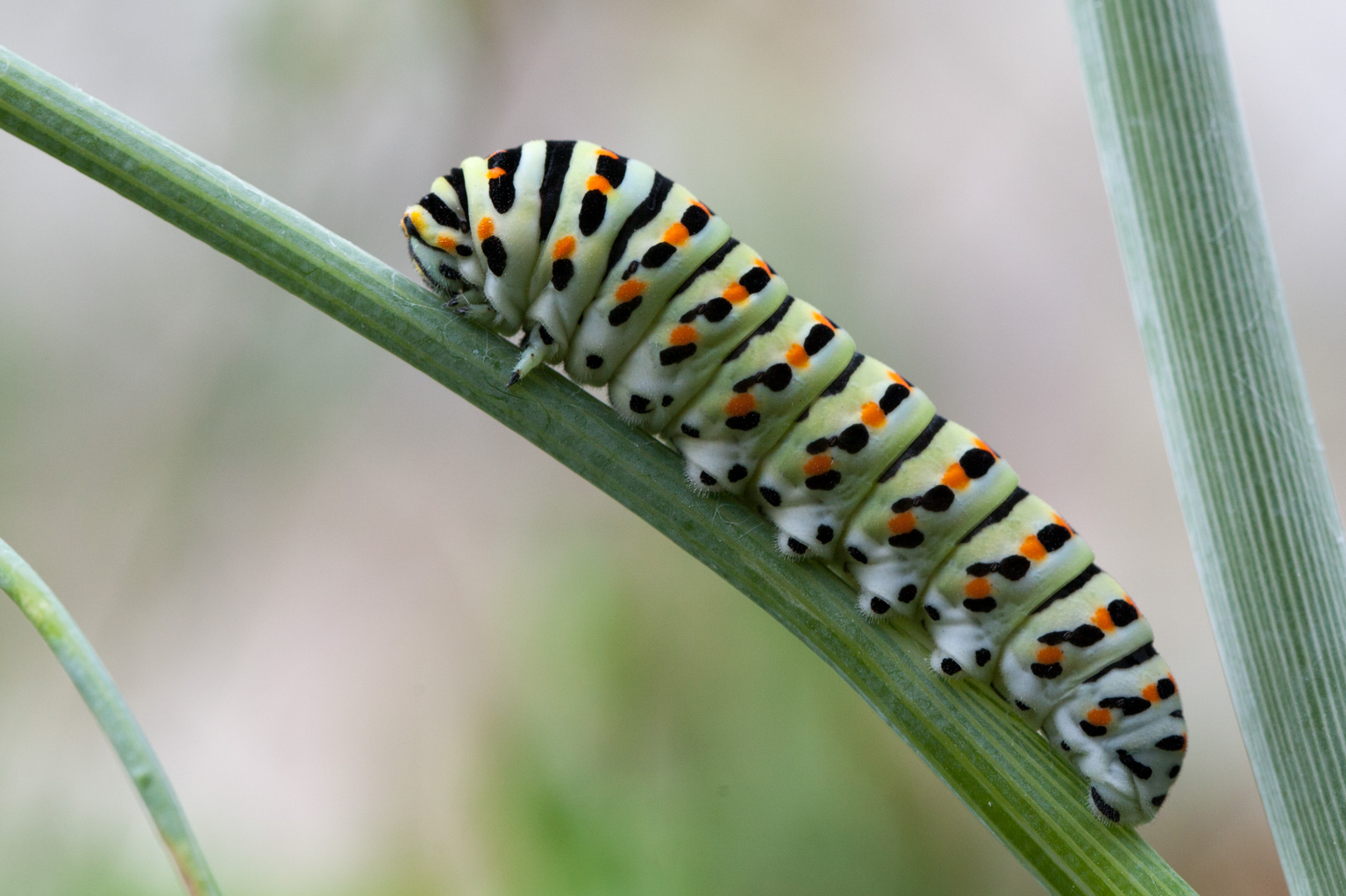 Macaone caterpillar