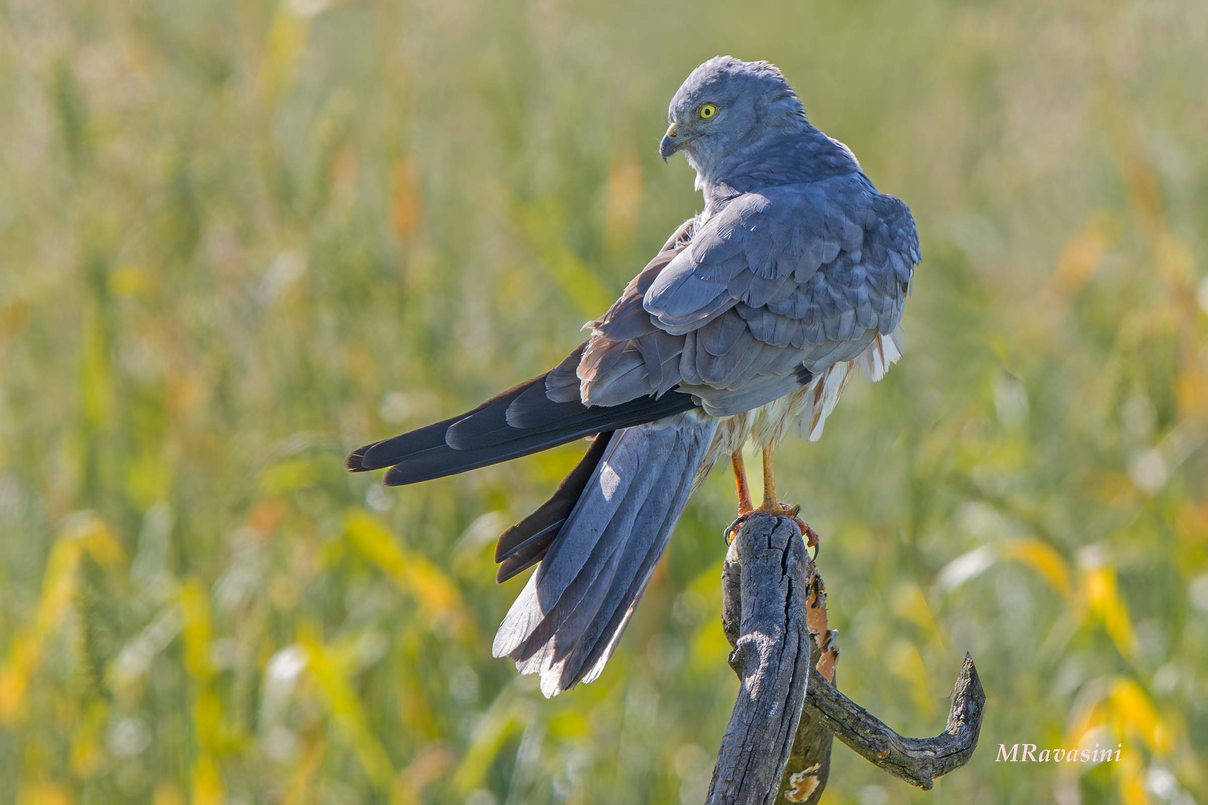 Maschio del terzo calendario