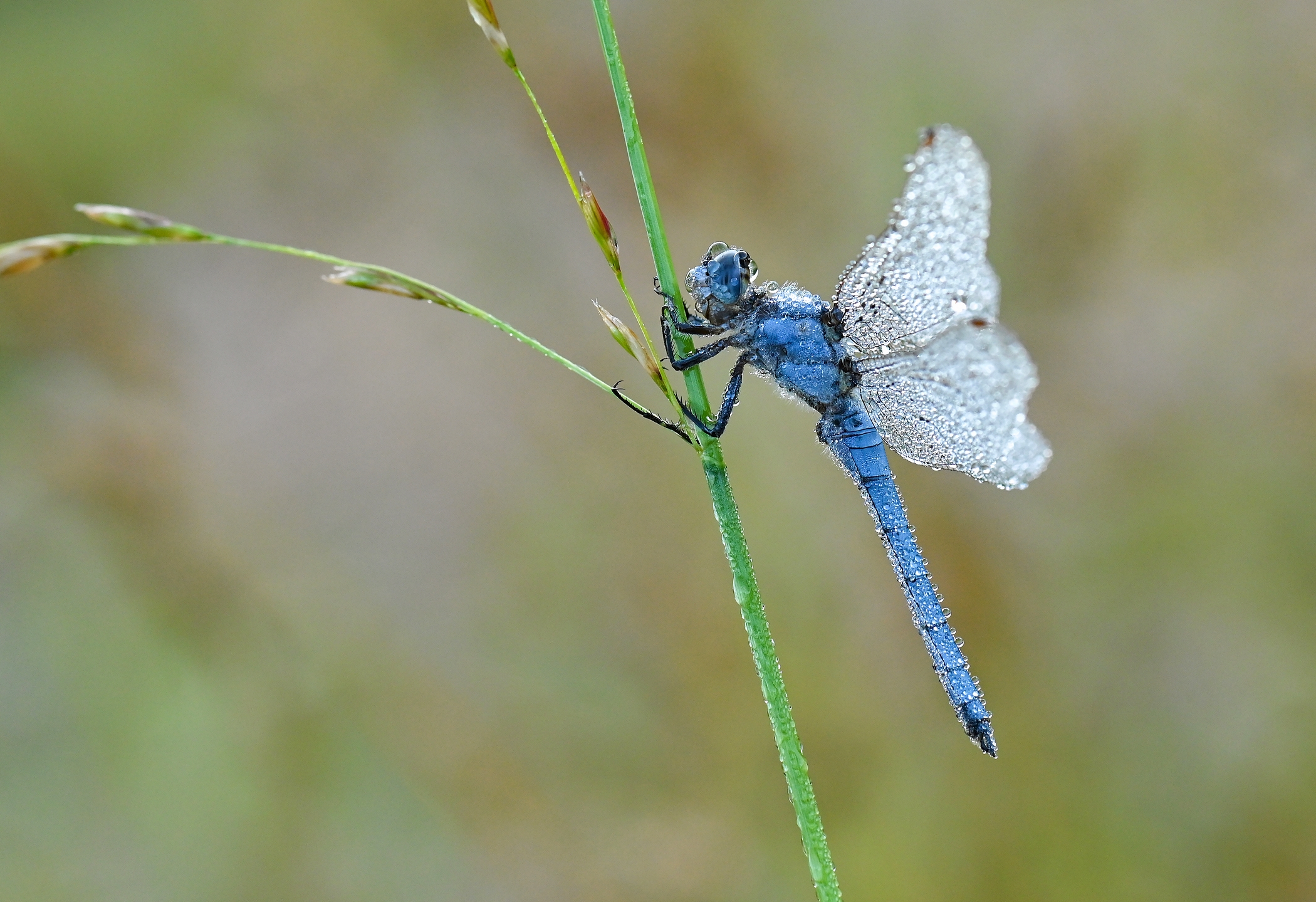 Vá?ka hnědoskrvnná (Orthetrum brunneum)
