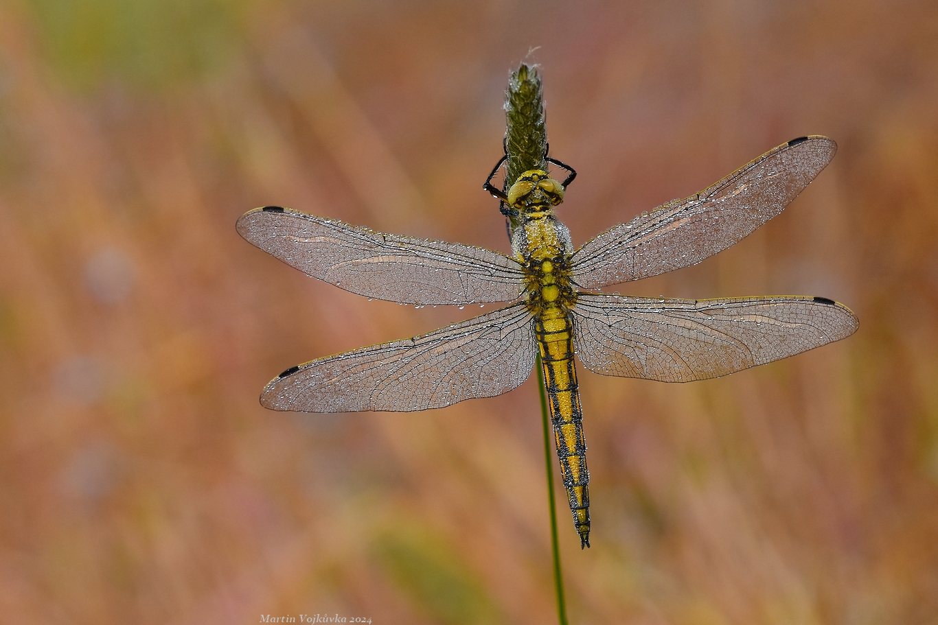Orthetrum cancellatum