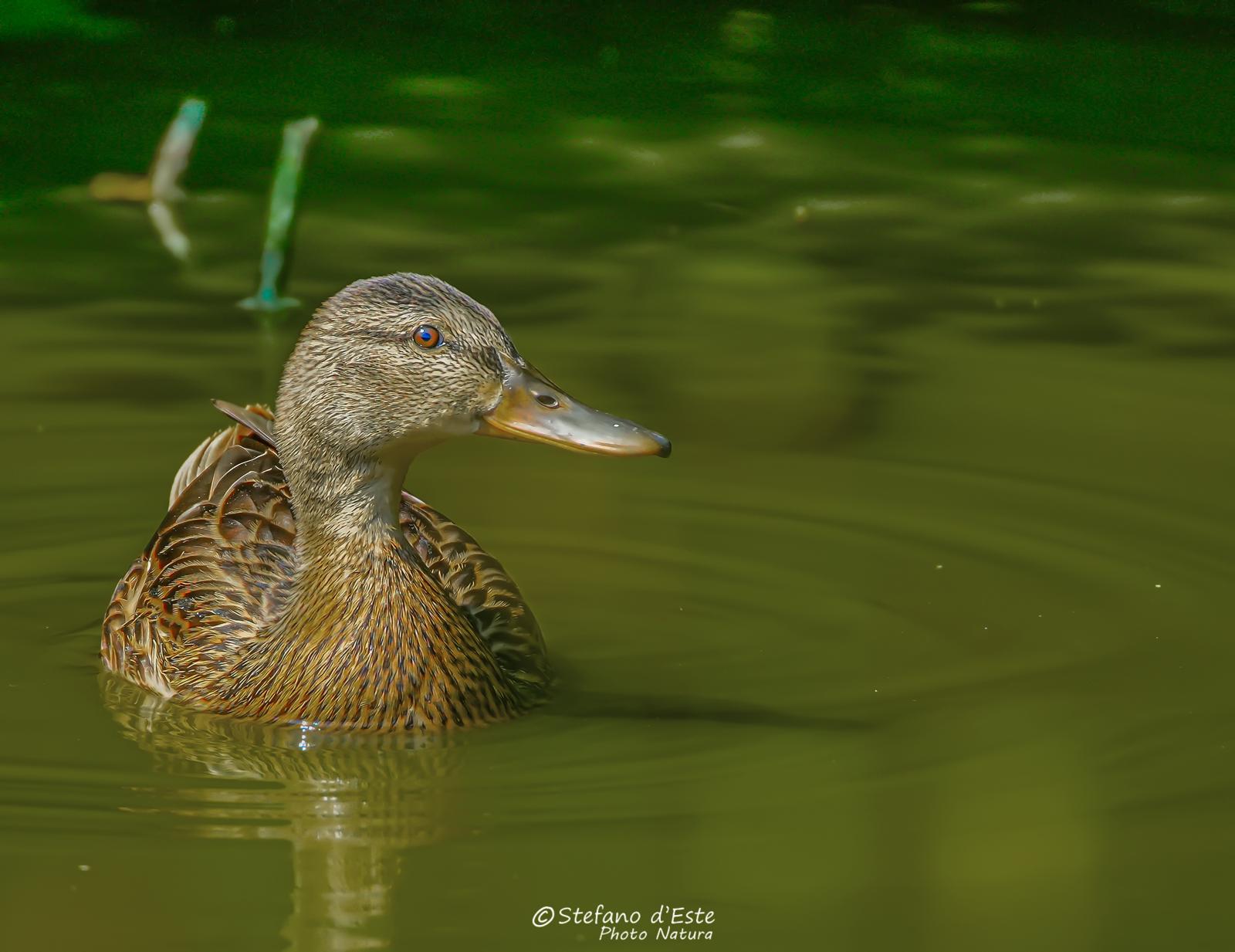 Mallard Female