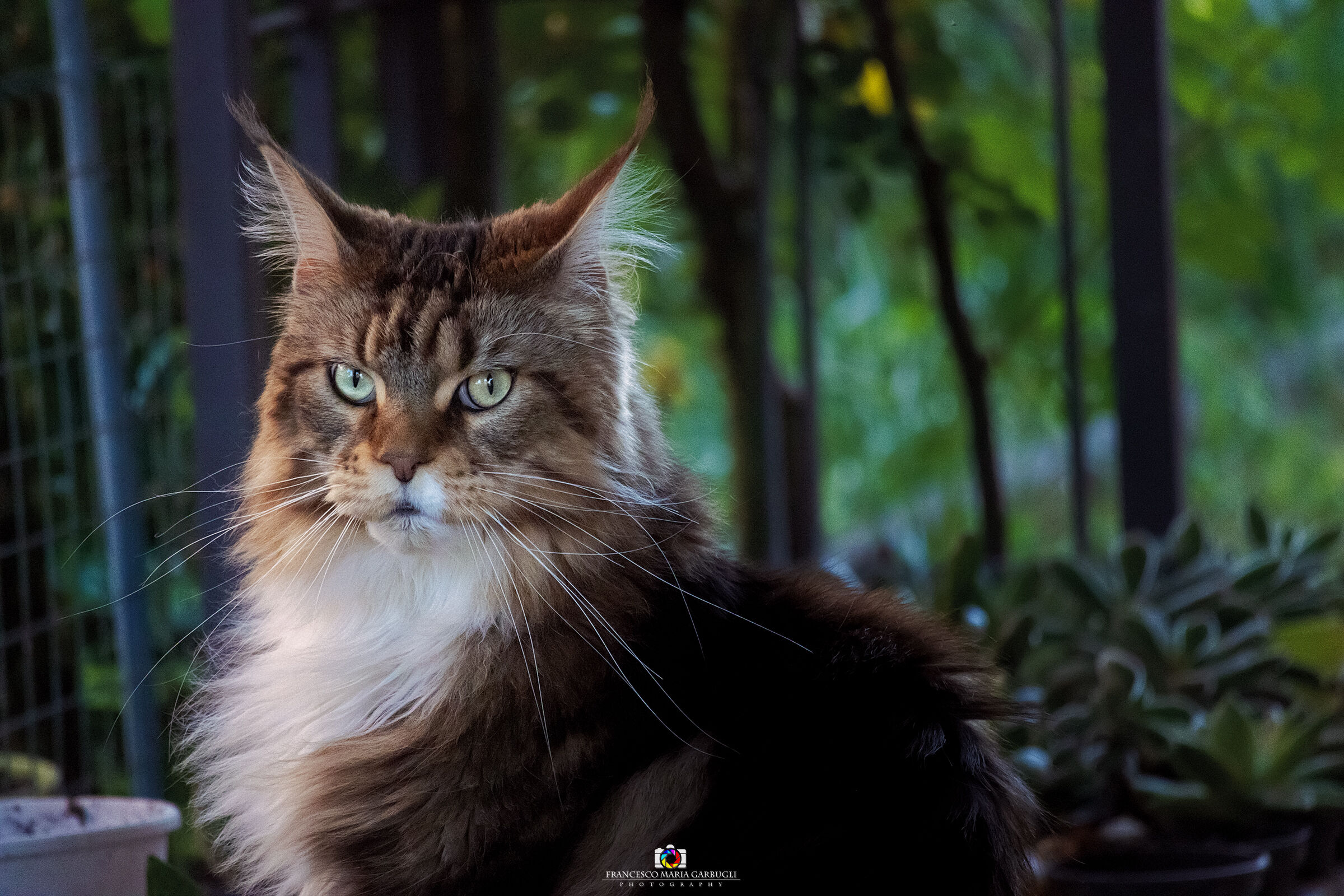 Golia occhi di ghiaccio