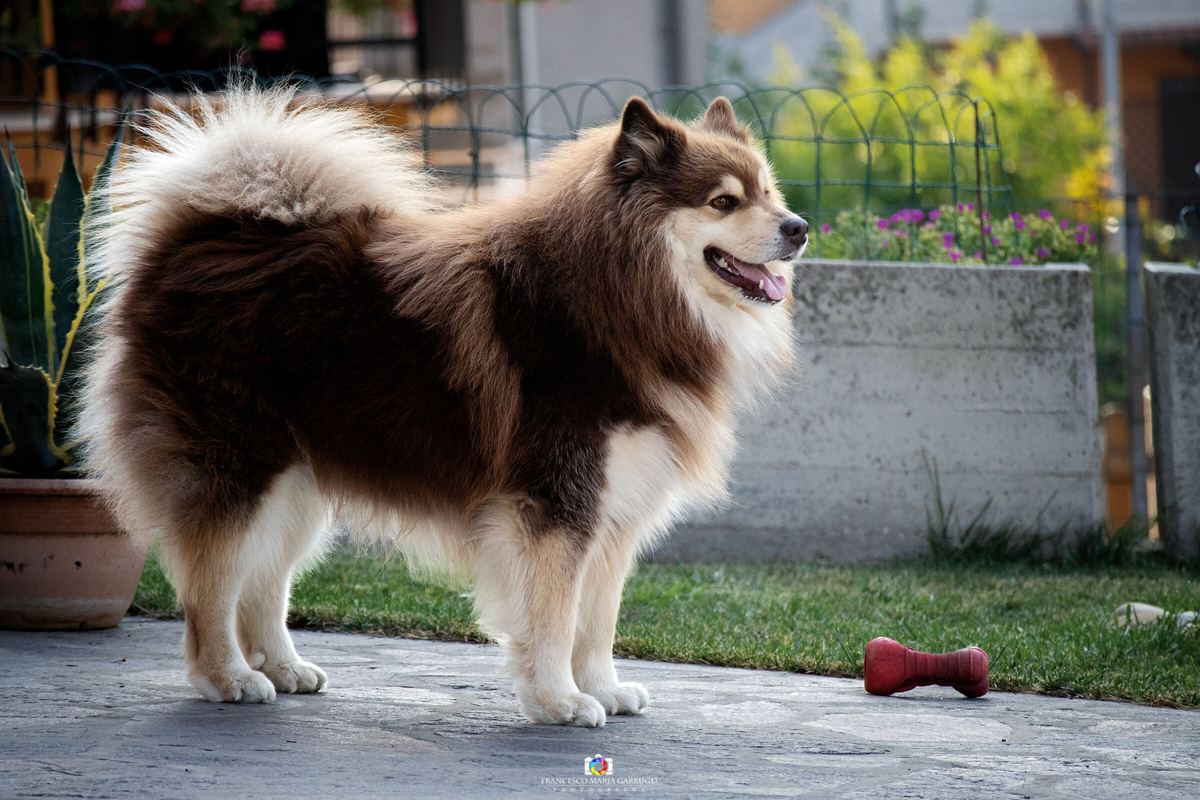 Togo in guardia nel giardino