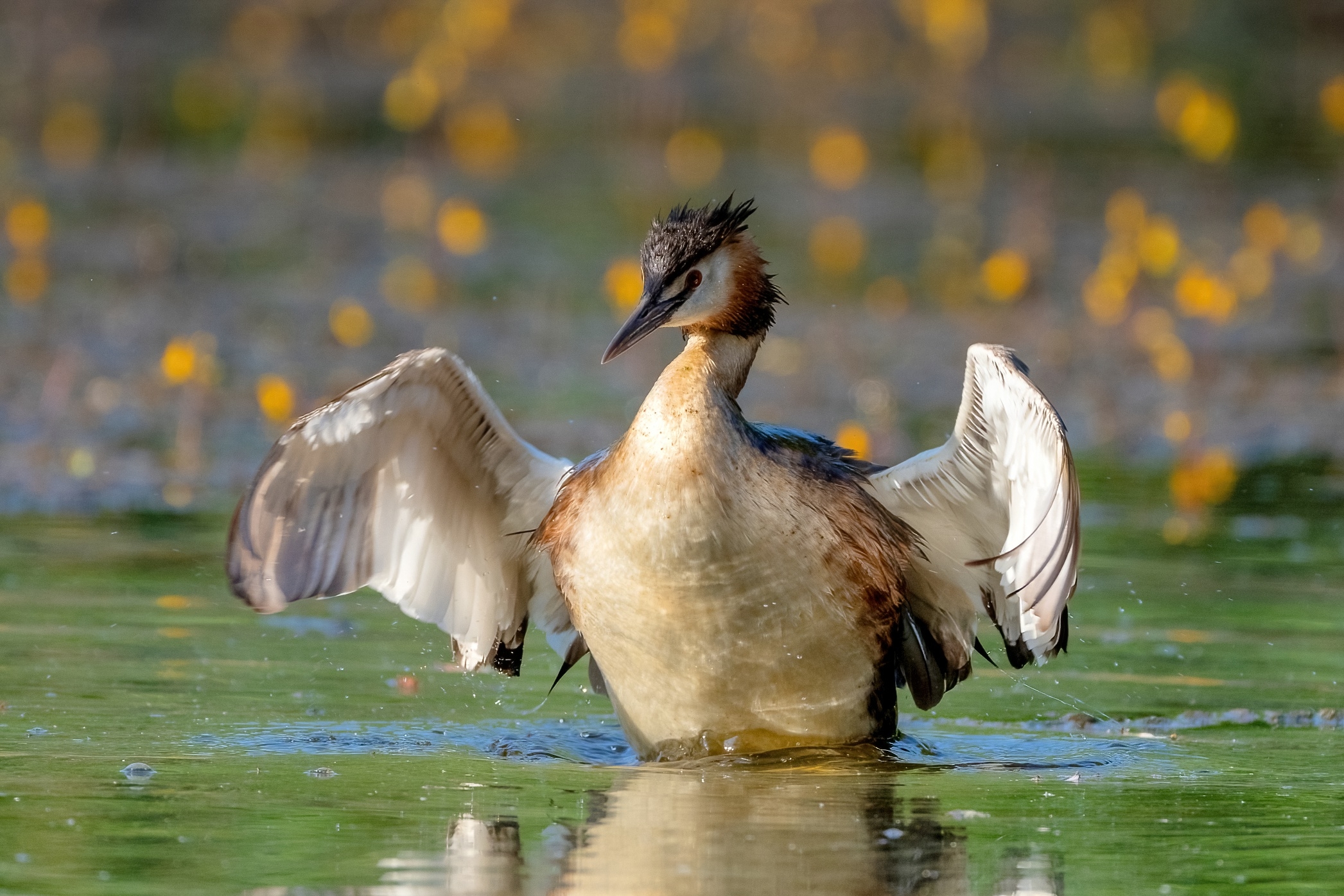 Svasso maggiore (Podiceps cristatus)