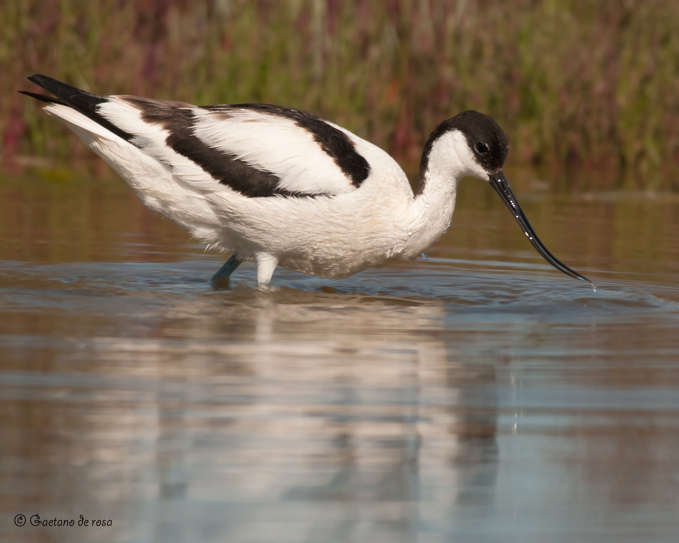Avocetta.