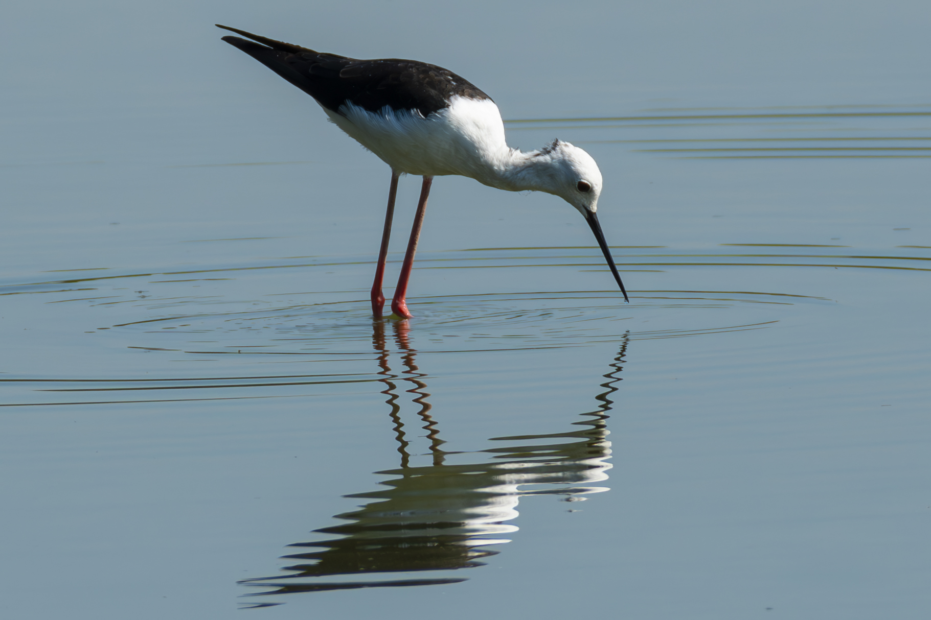 Cavaliere d'Italia 2