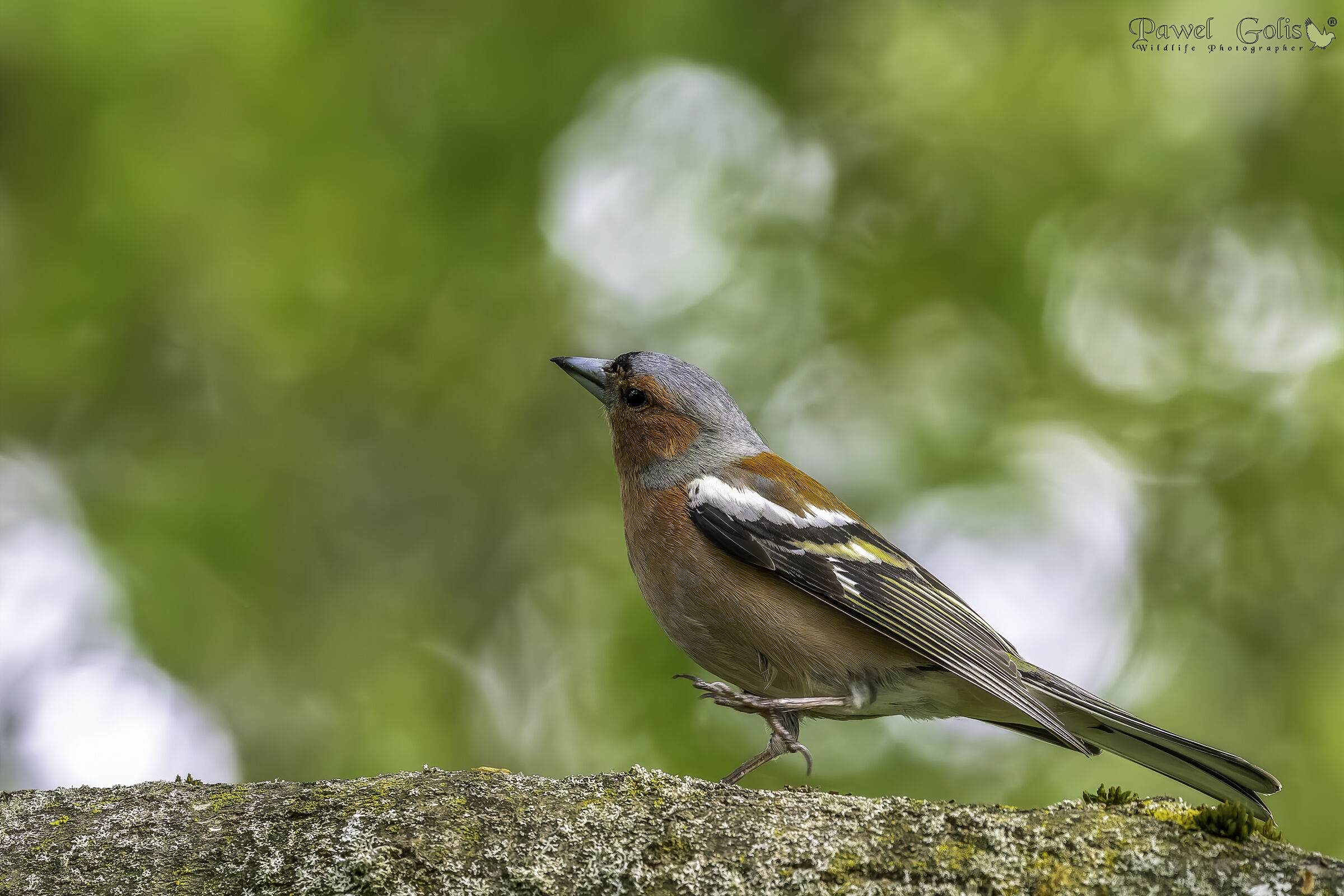 Fringuello comune (Fringilla coelebs)