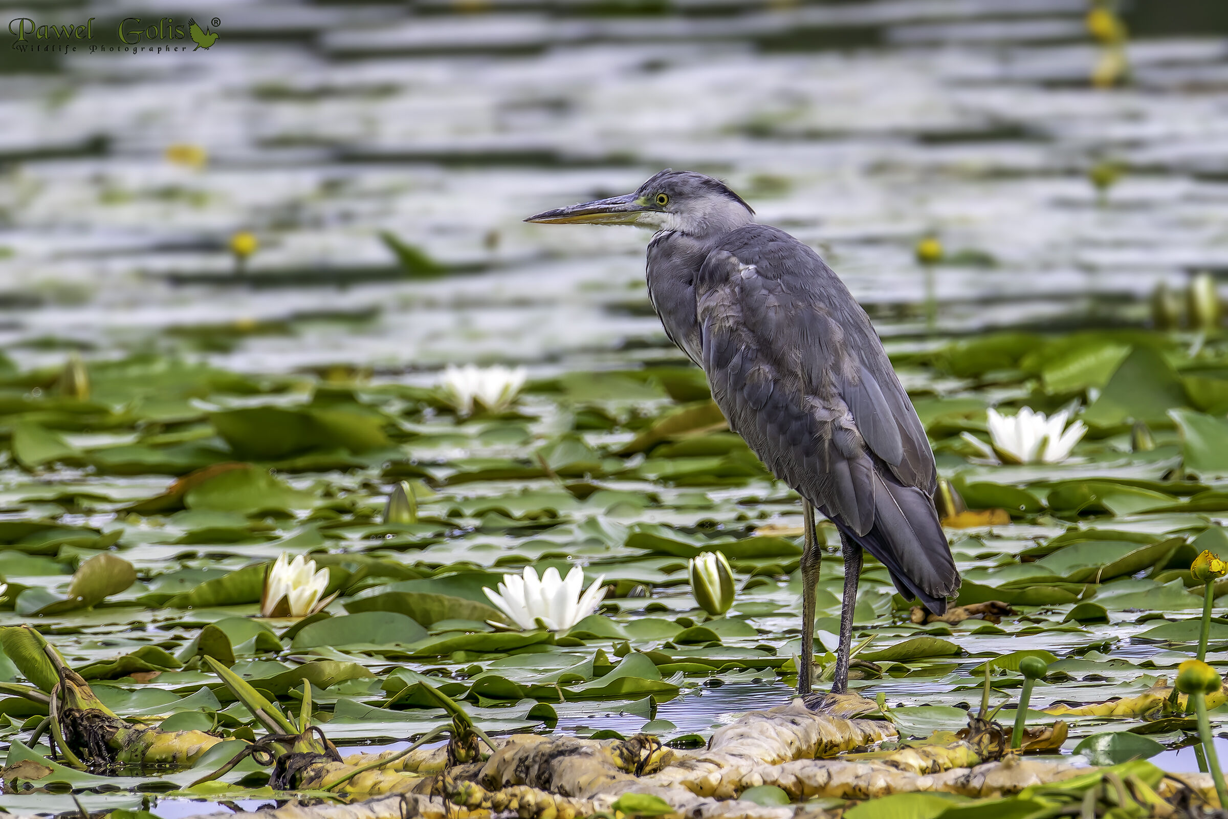 Airone cenerino (Ardea cinerea)