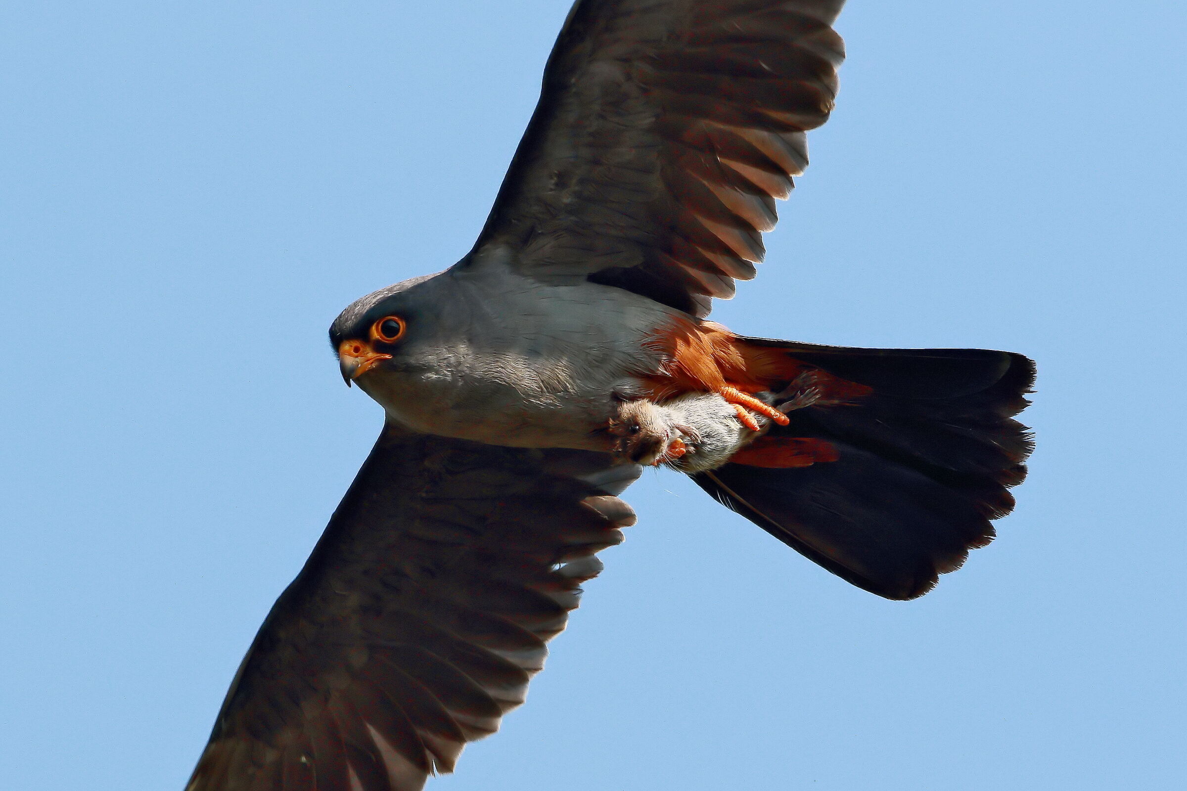 Preda ambita dal falco cuculo (maschio adulto)