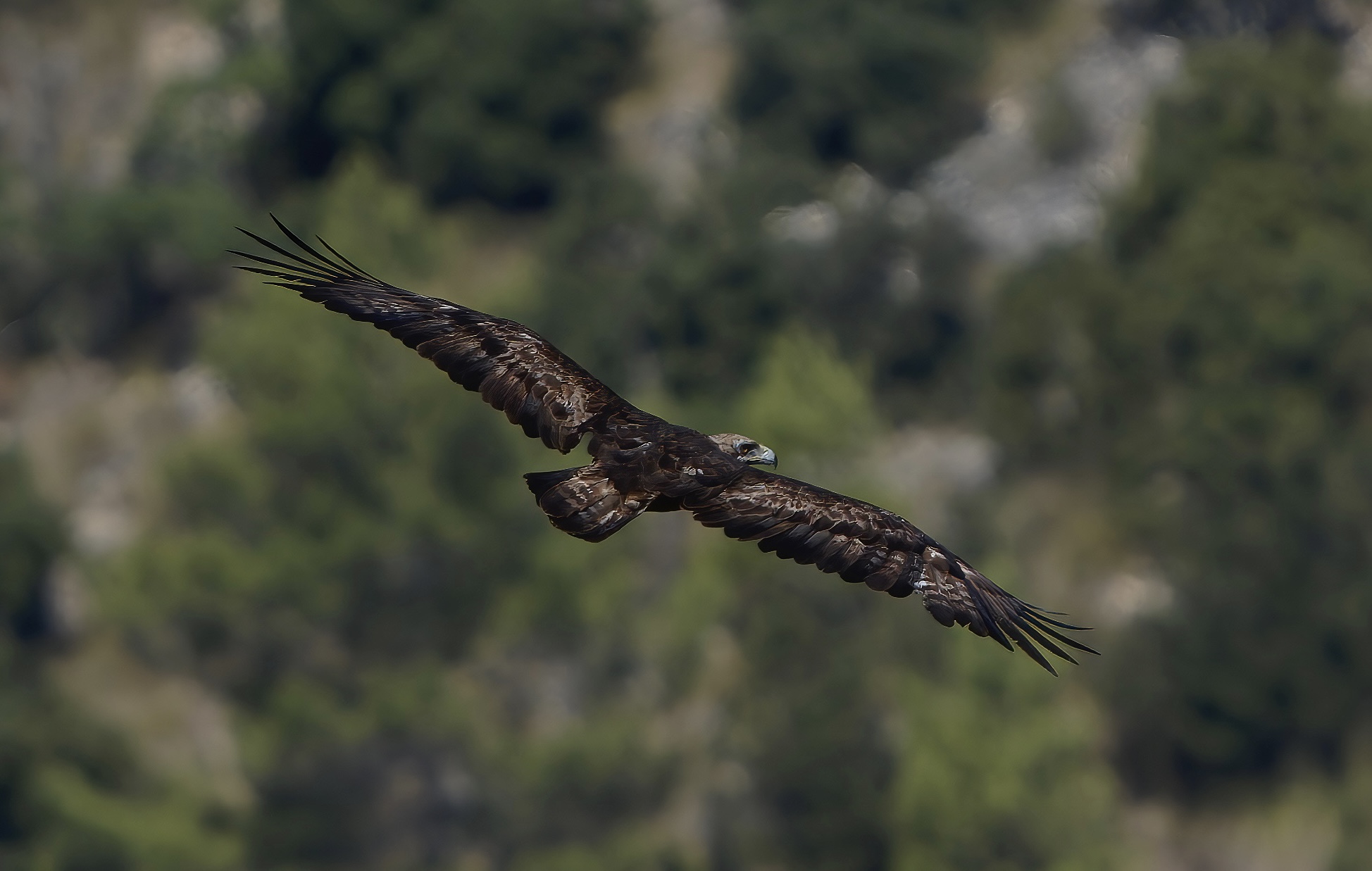 Aquila reale