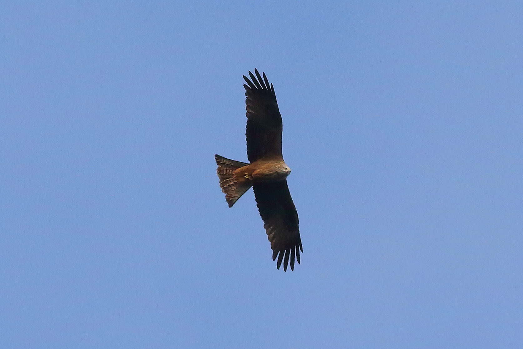 Nibbio bruno 25 marzo 2024 - 7522