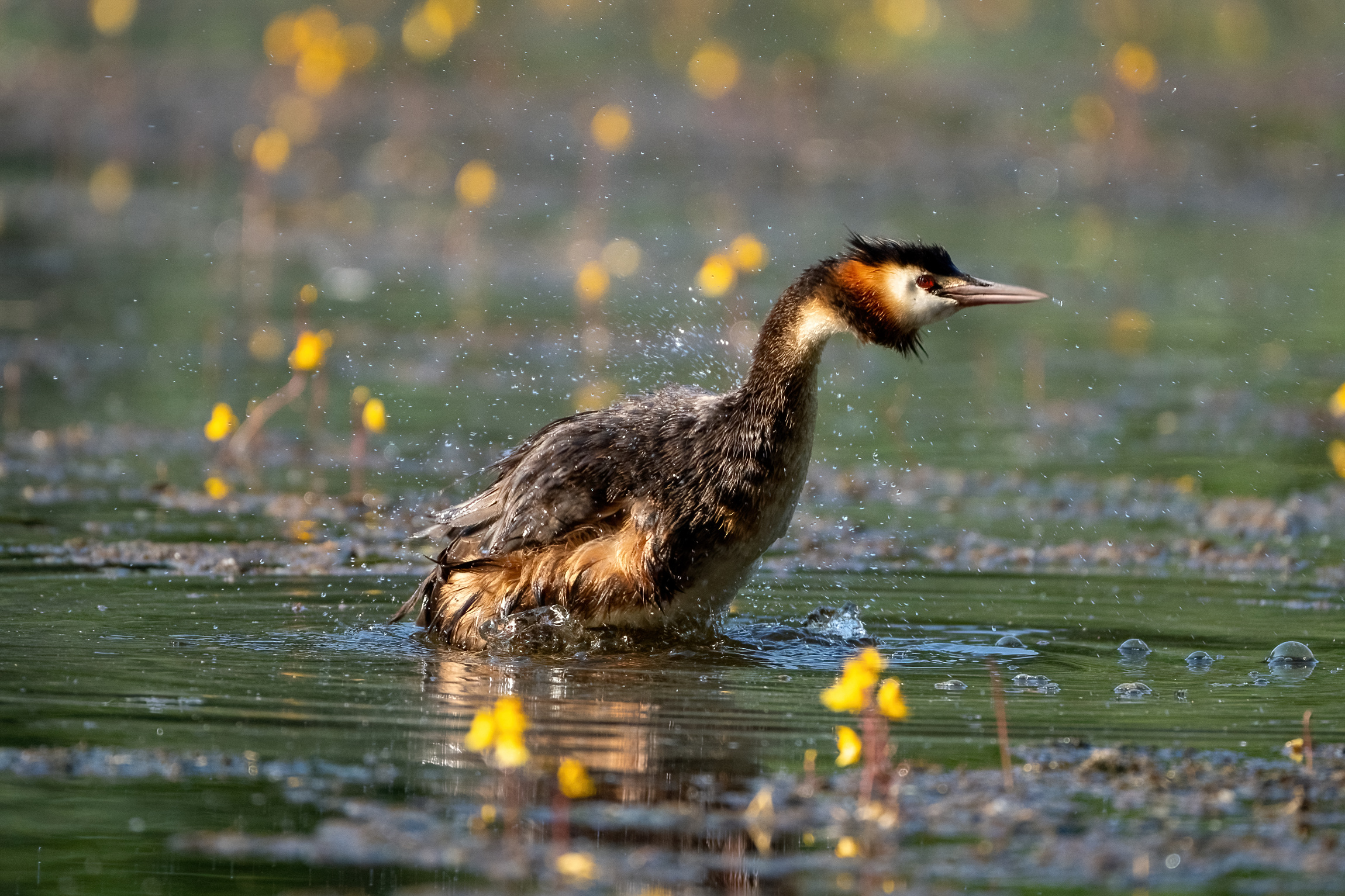 A feather shake - Great crested grebe