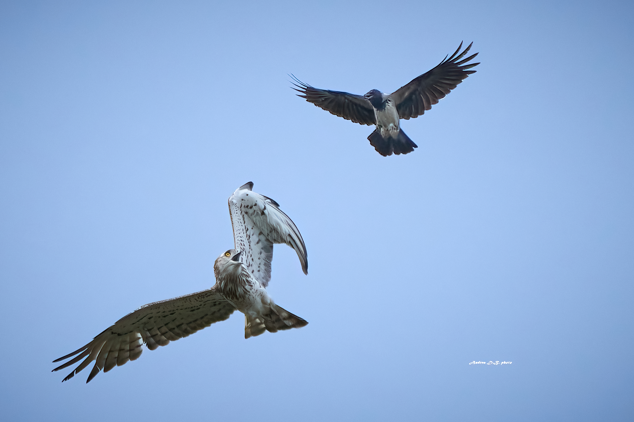 Mobbing. Cornacchia grigia verso Biancone