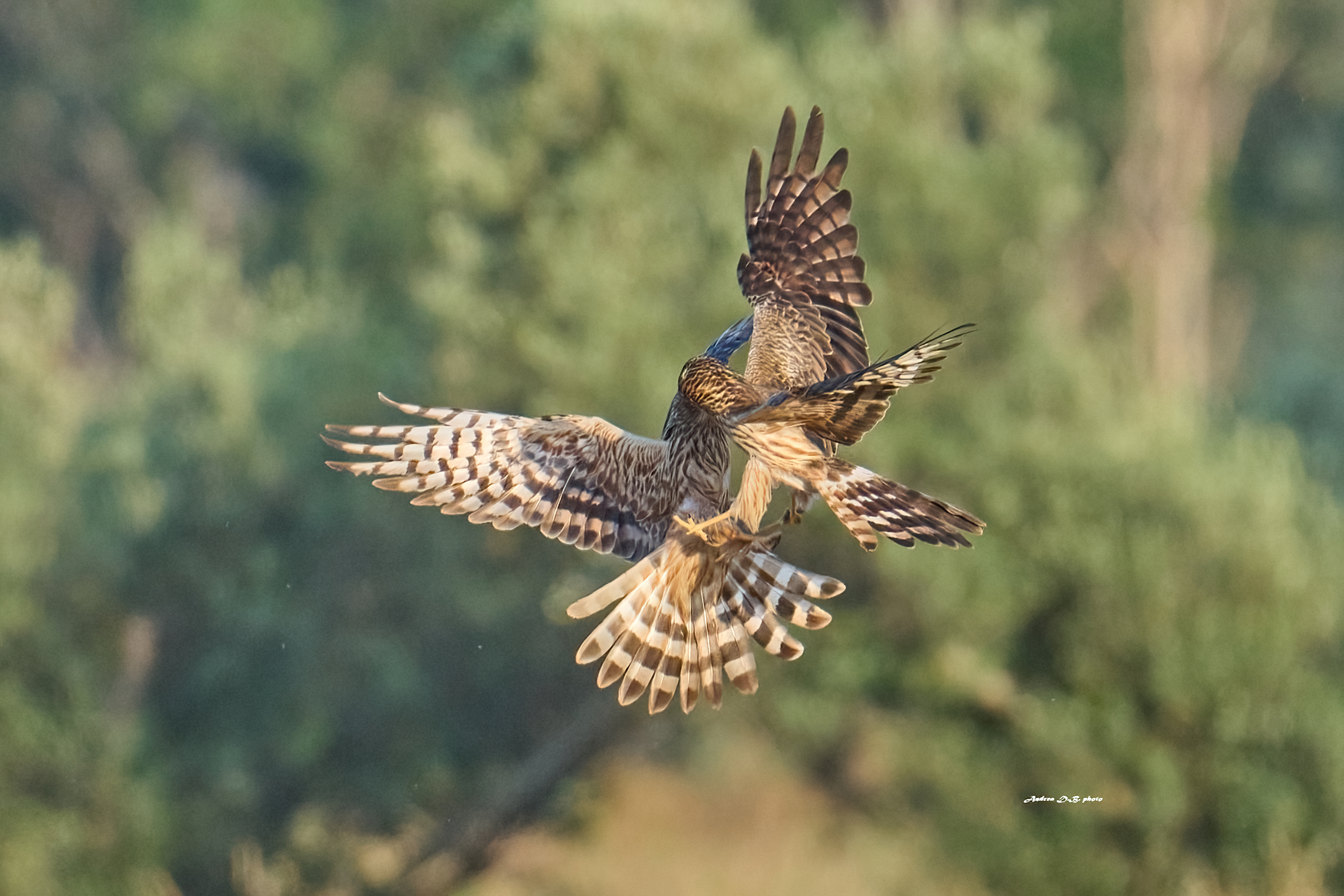 Albanelle minori femmine che si contendono gli spazi