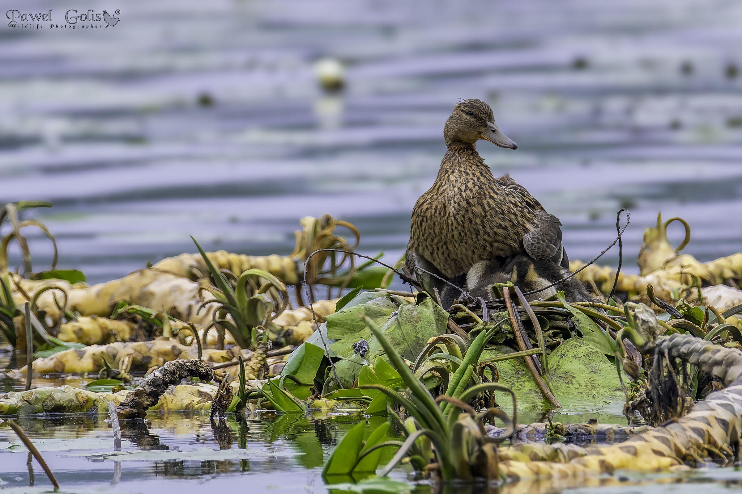 Germano reale (Anas platyrhynchos)