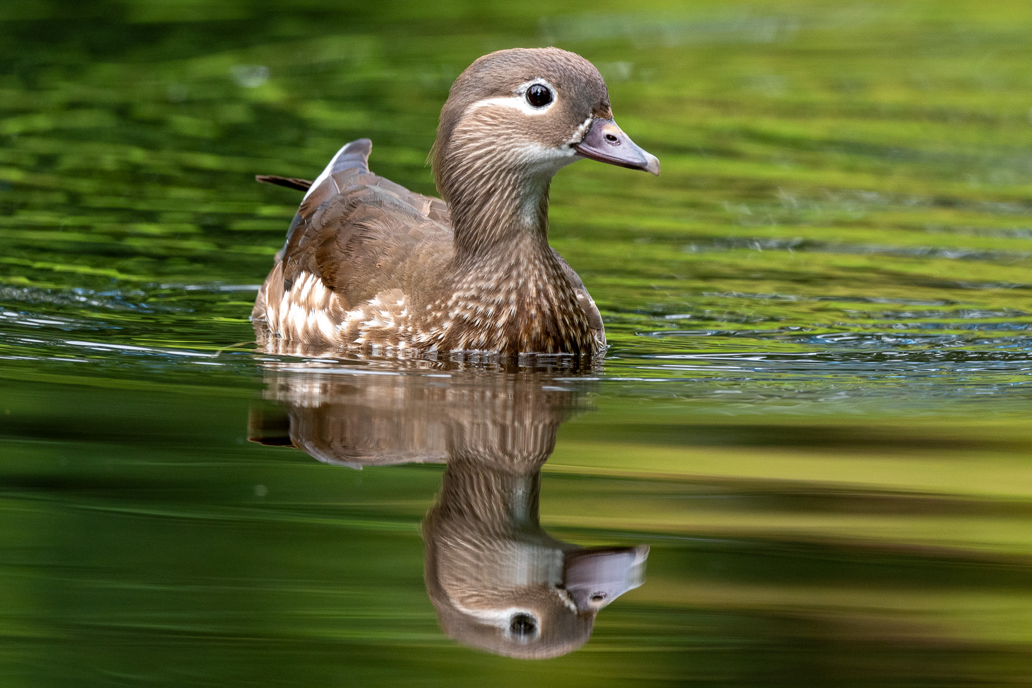 Anatra Mandarina allo specchio