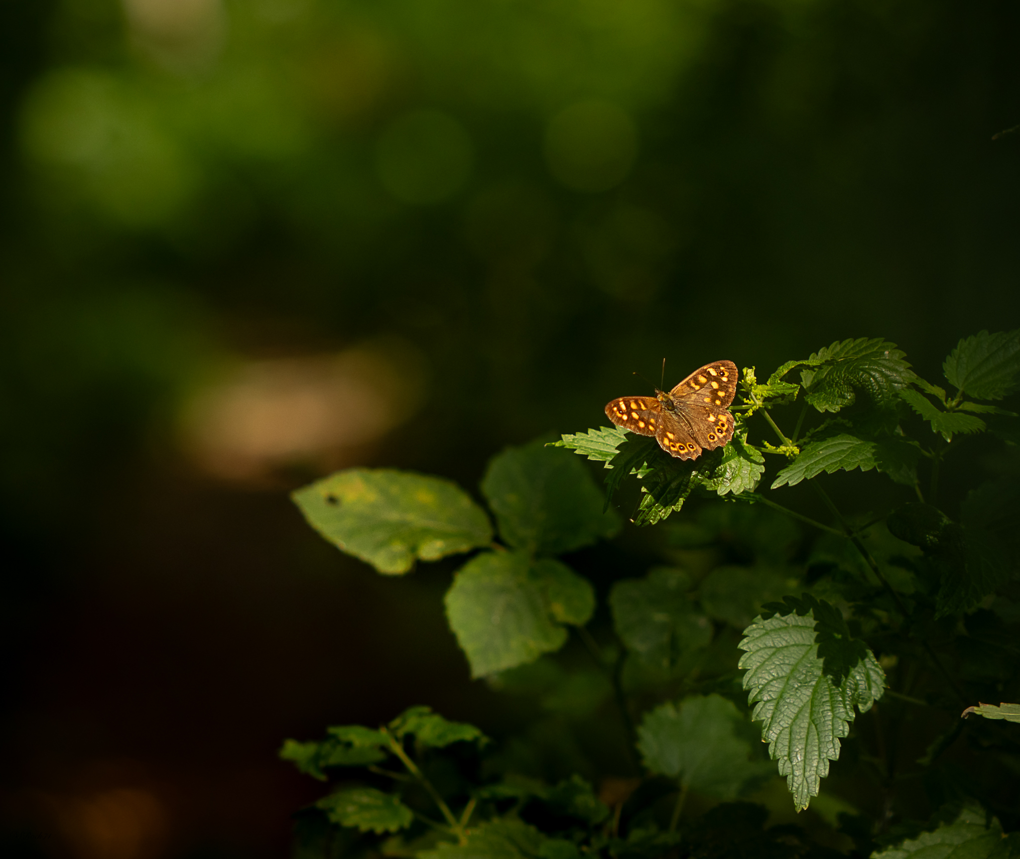 The butterfly & its surroundings