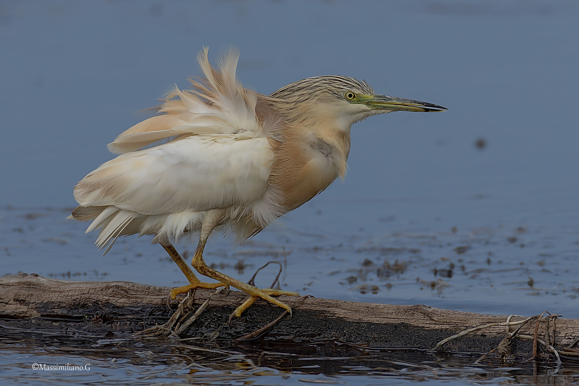 Squacco heron