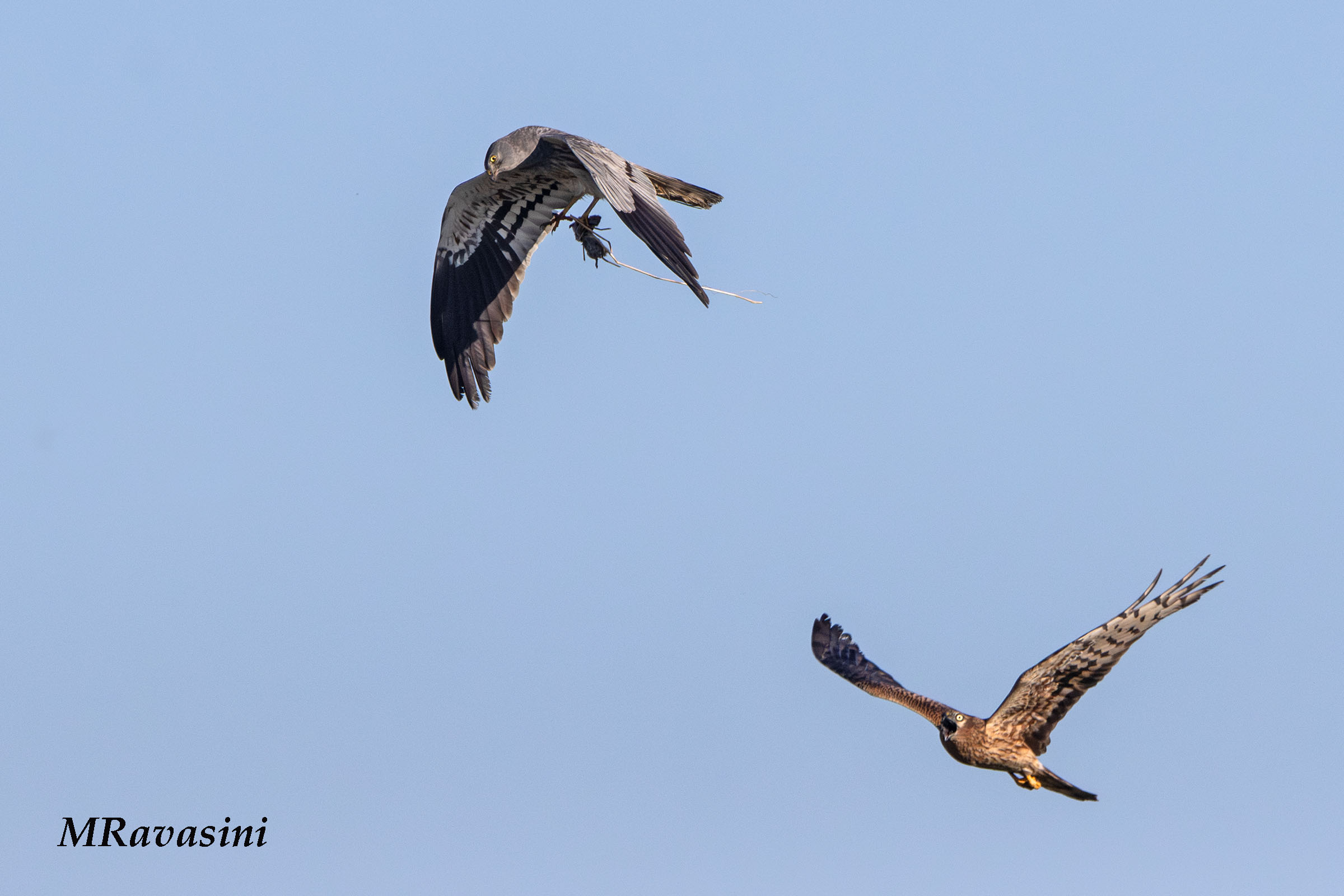 L'arrivo del maschio e la preparazione al food-pass