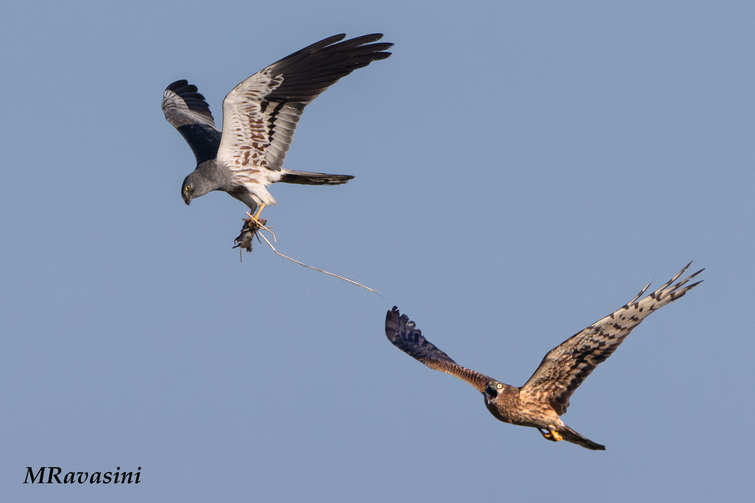 L'attimo prima del rilascio della preda