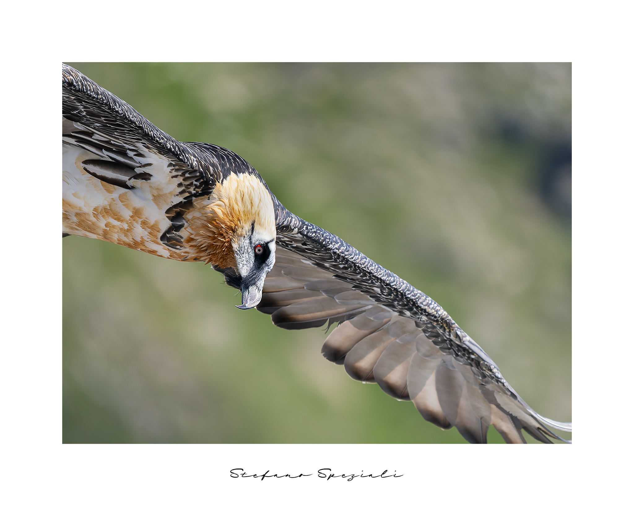 Gipeto - Gypaetus barbatus