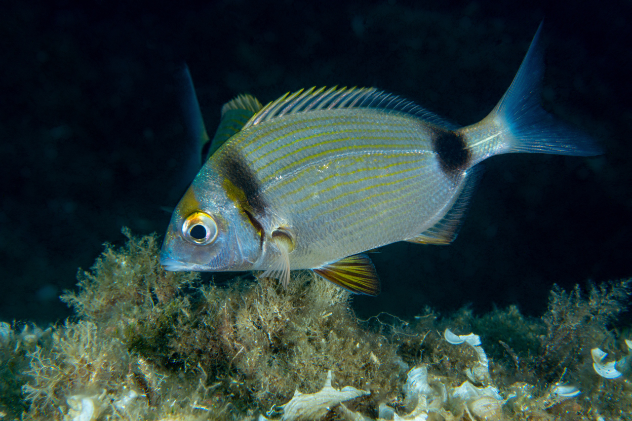 Sarago fasciato